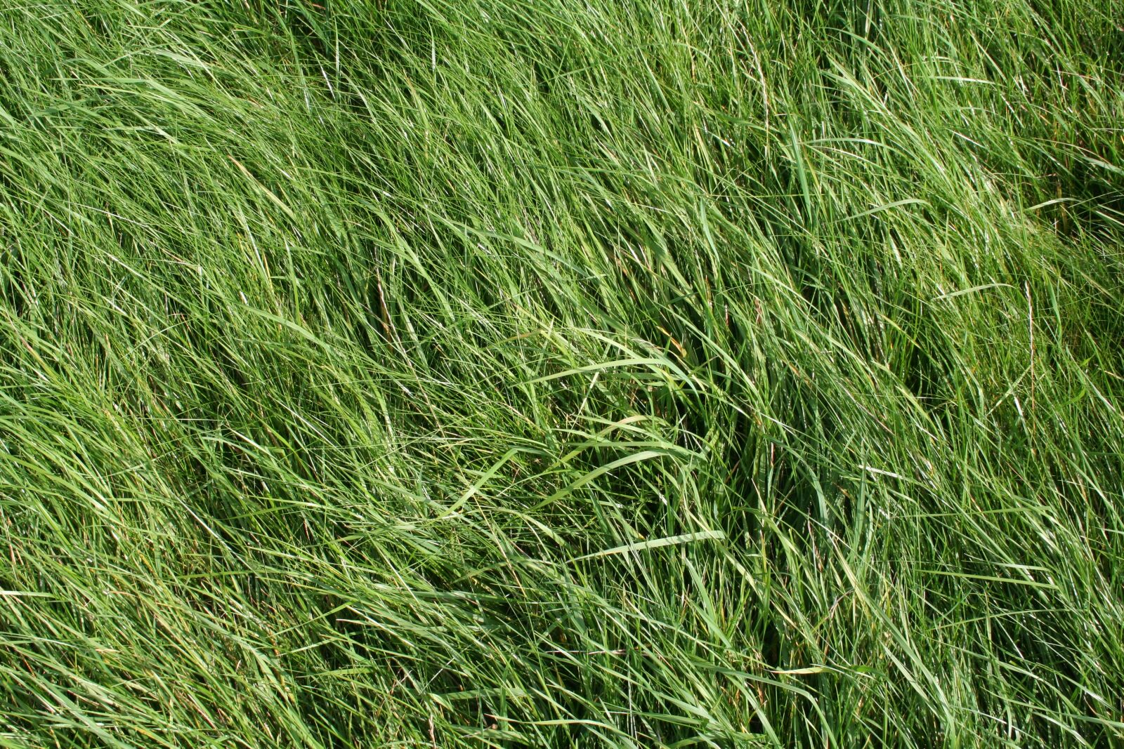 Canon EOS 350D (EOS Digital Rebel XT / EOS Kiss Digital N) sample photo. Grass, meadow, green photography