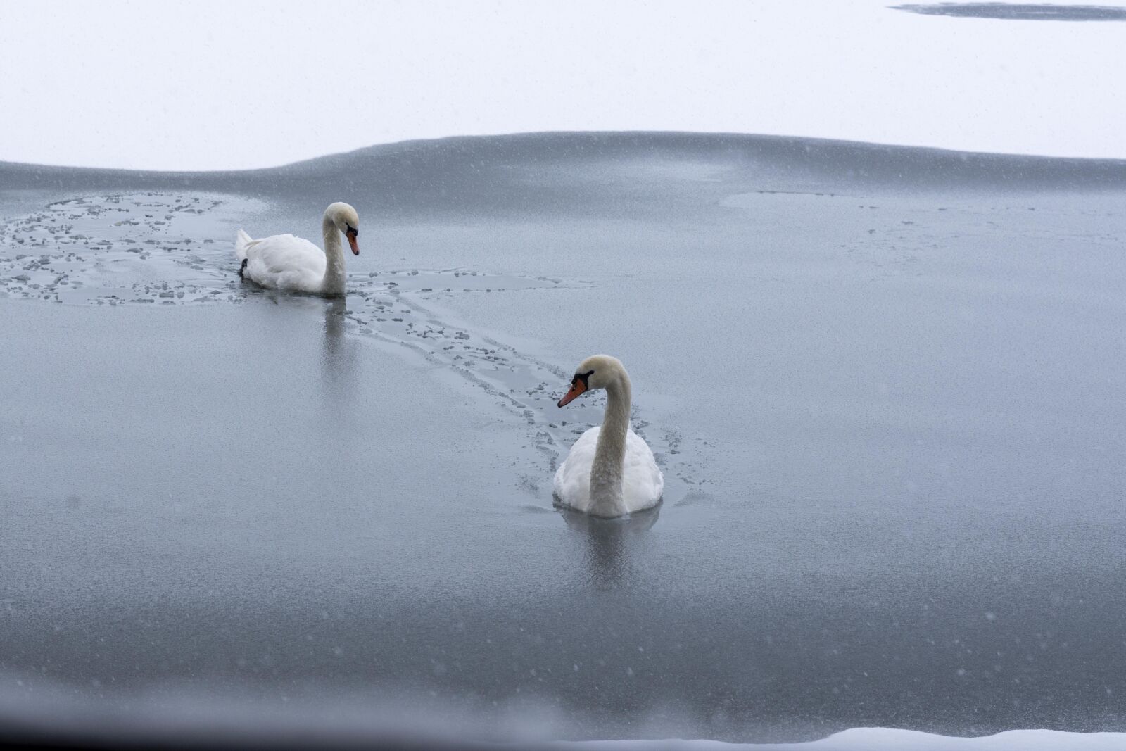 Tamron SP 24-70mm F2.8 Di VC USD sample photo. Swans, snow, winter photography