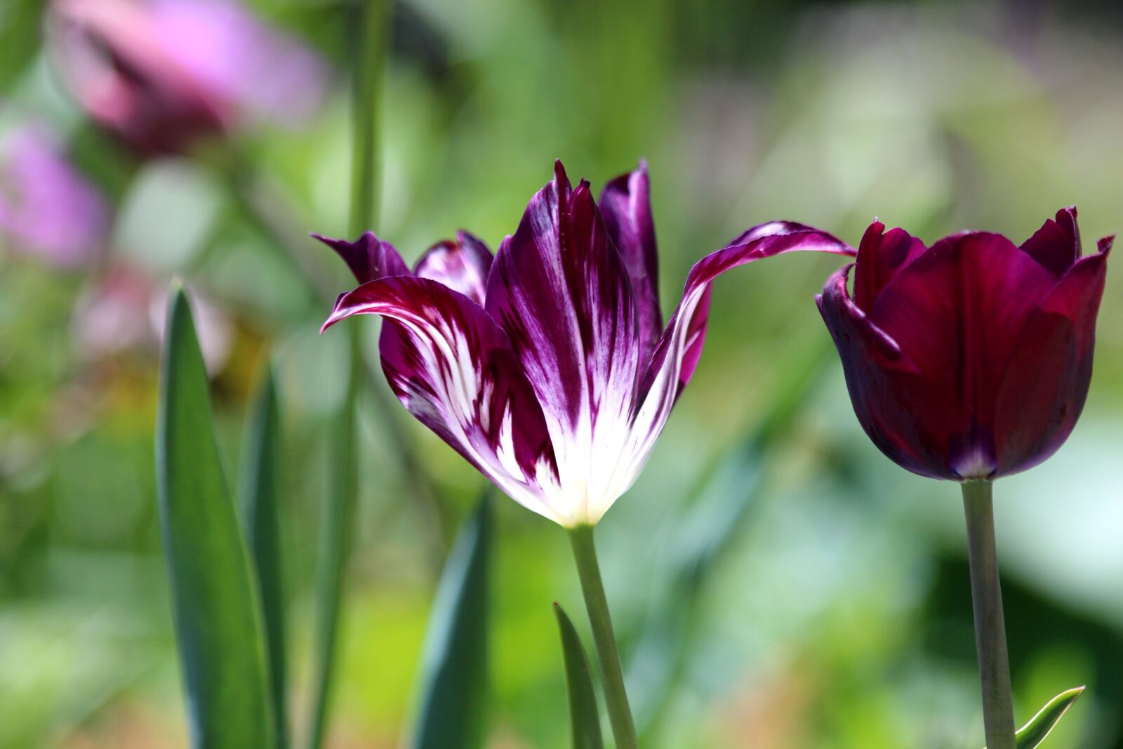 Canon EOS 650D (EOS Rebel T4i / EOS Kiss X6i) sample photo. Tulip, flower, spring photography