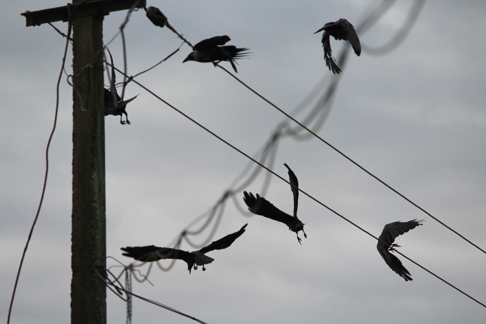 Canon EOS 1200D (EOS Rebel T5 / EOS Kiss X70 / EOS Hi) sample photo. Birds, flight photography