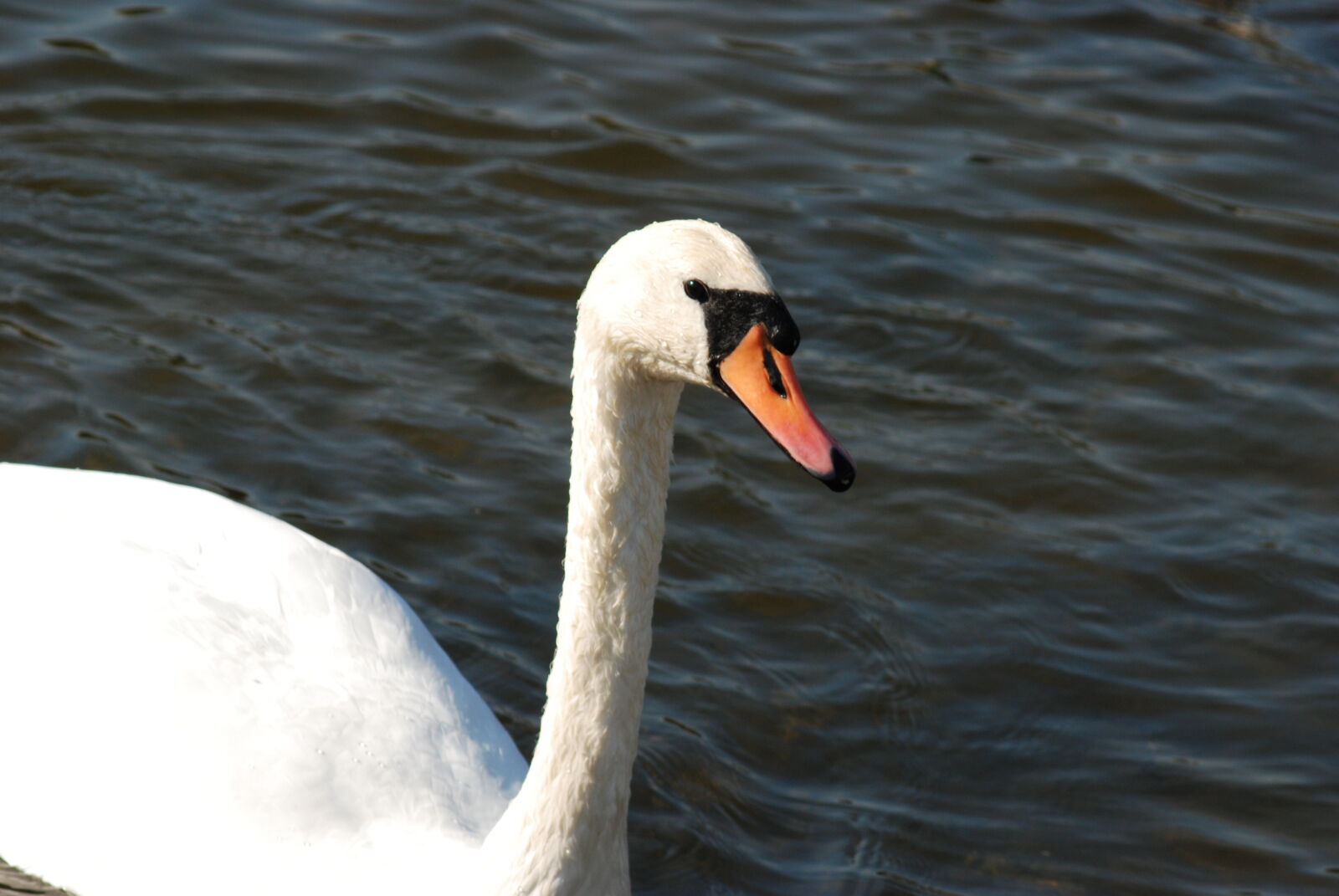 Nikon D80 sample photo