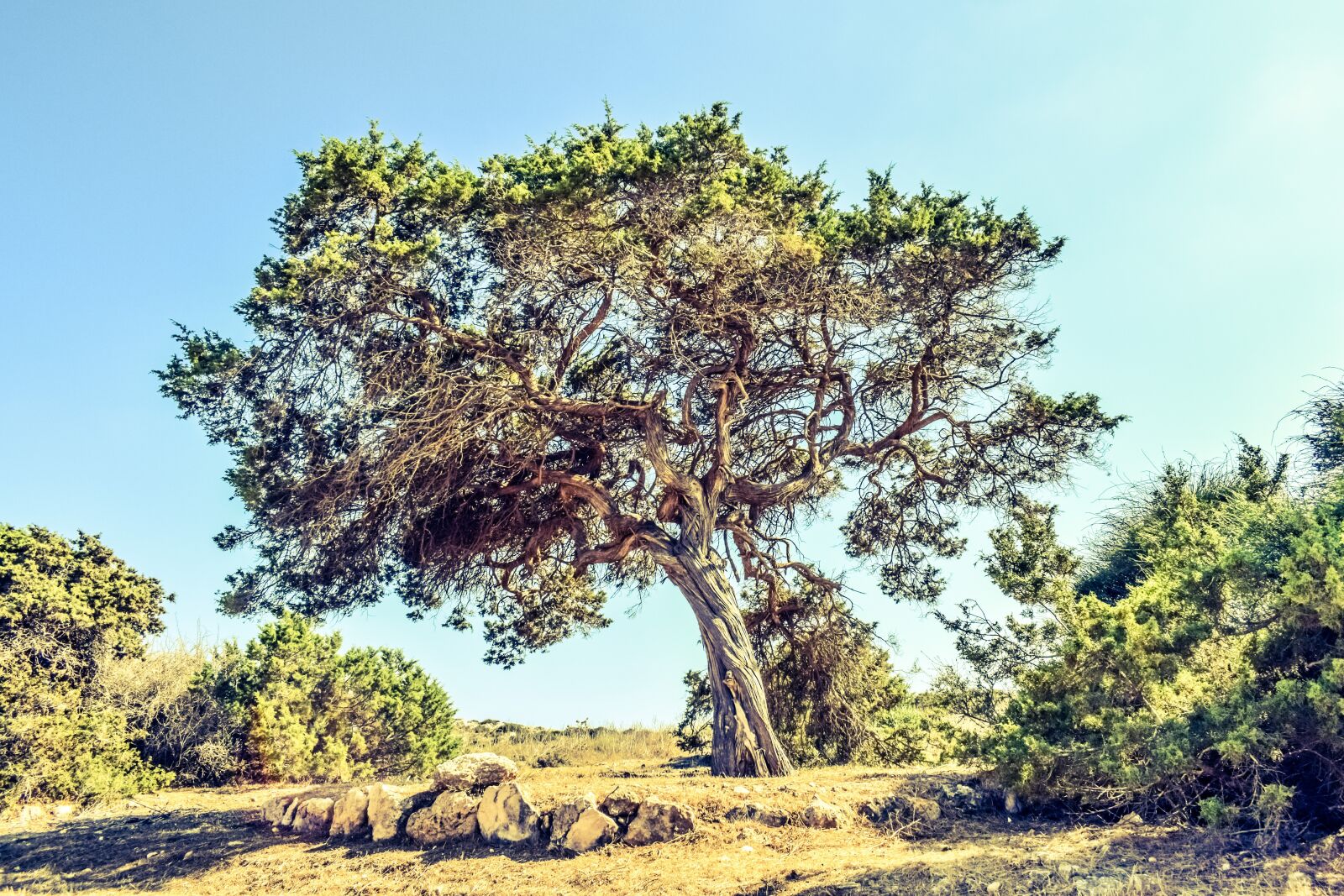 Nikon D3300 sample photo. Cyprus, cavo greko, tree photography