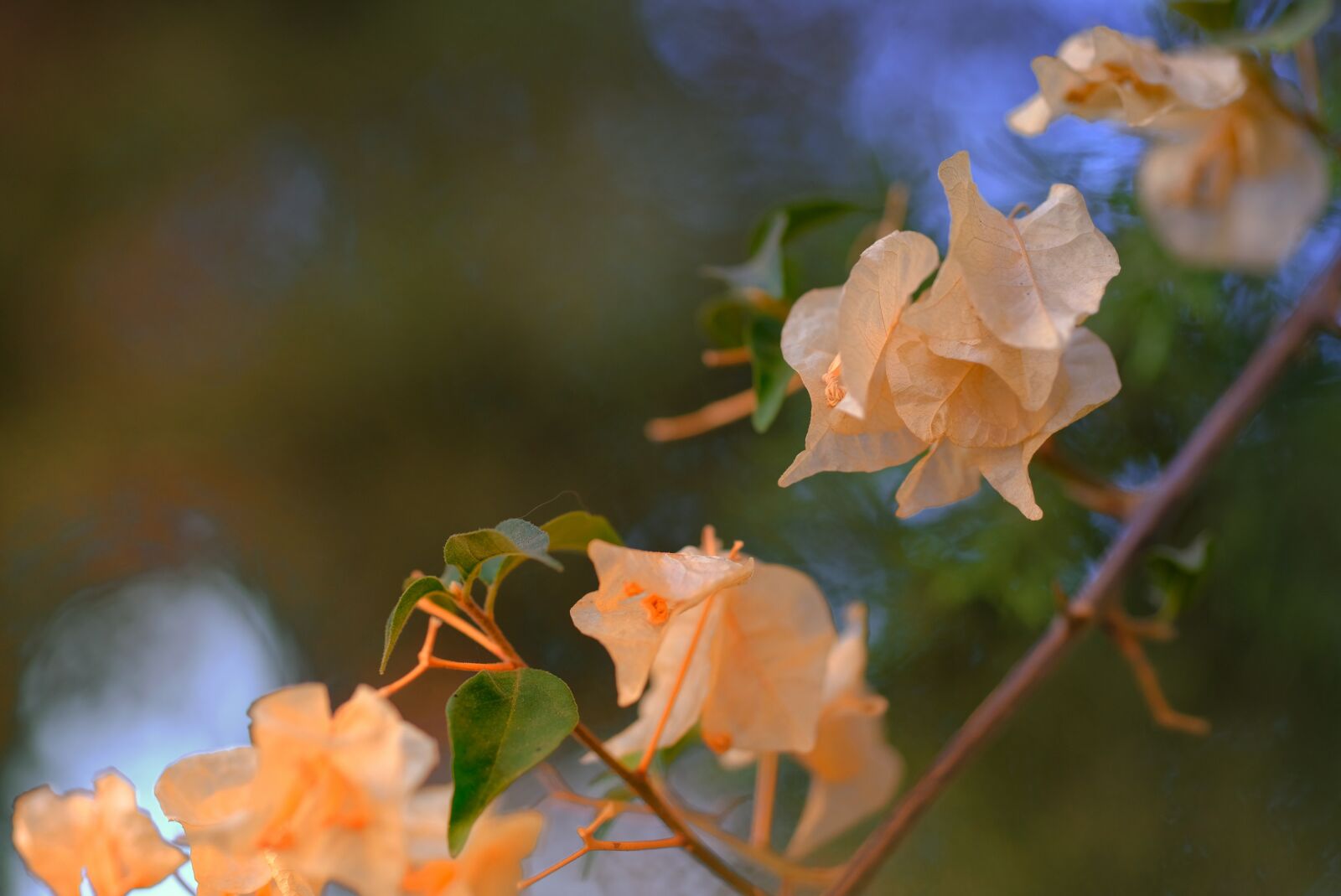 Fujifilm XF 90mm F2 R LM WR sample photo. Flowers, nature, bloom photography