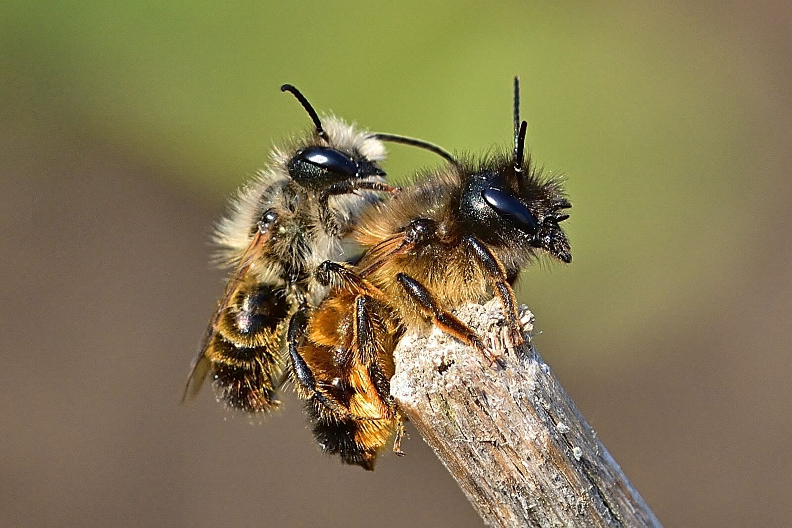 Nikon D5200 sample photo. Nature, spring, wild bees photography