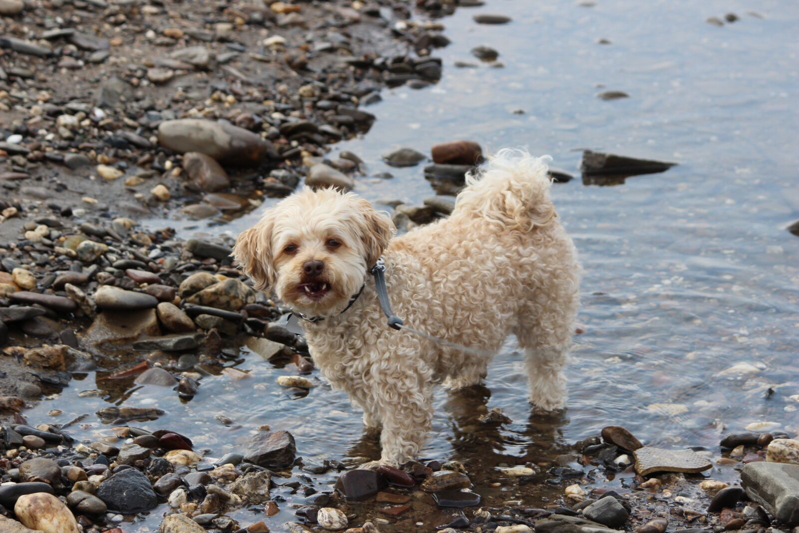 Canon EOS 600D (Rebel EOS T3i / EOS Kiss X5) sample photo. Animal, cute, mammal photography