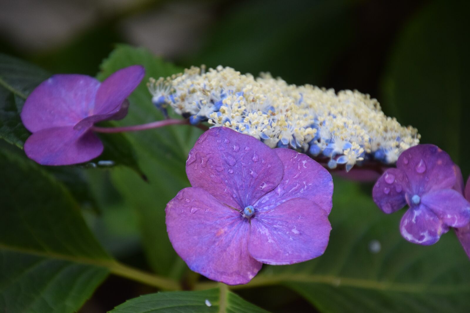 Nikon D5300 sample photo. Dew, flower, plant photography