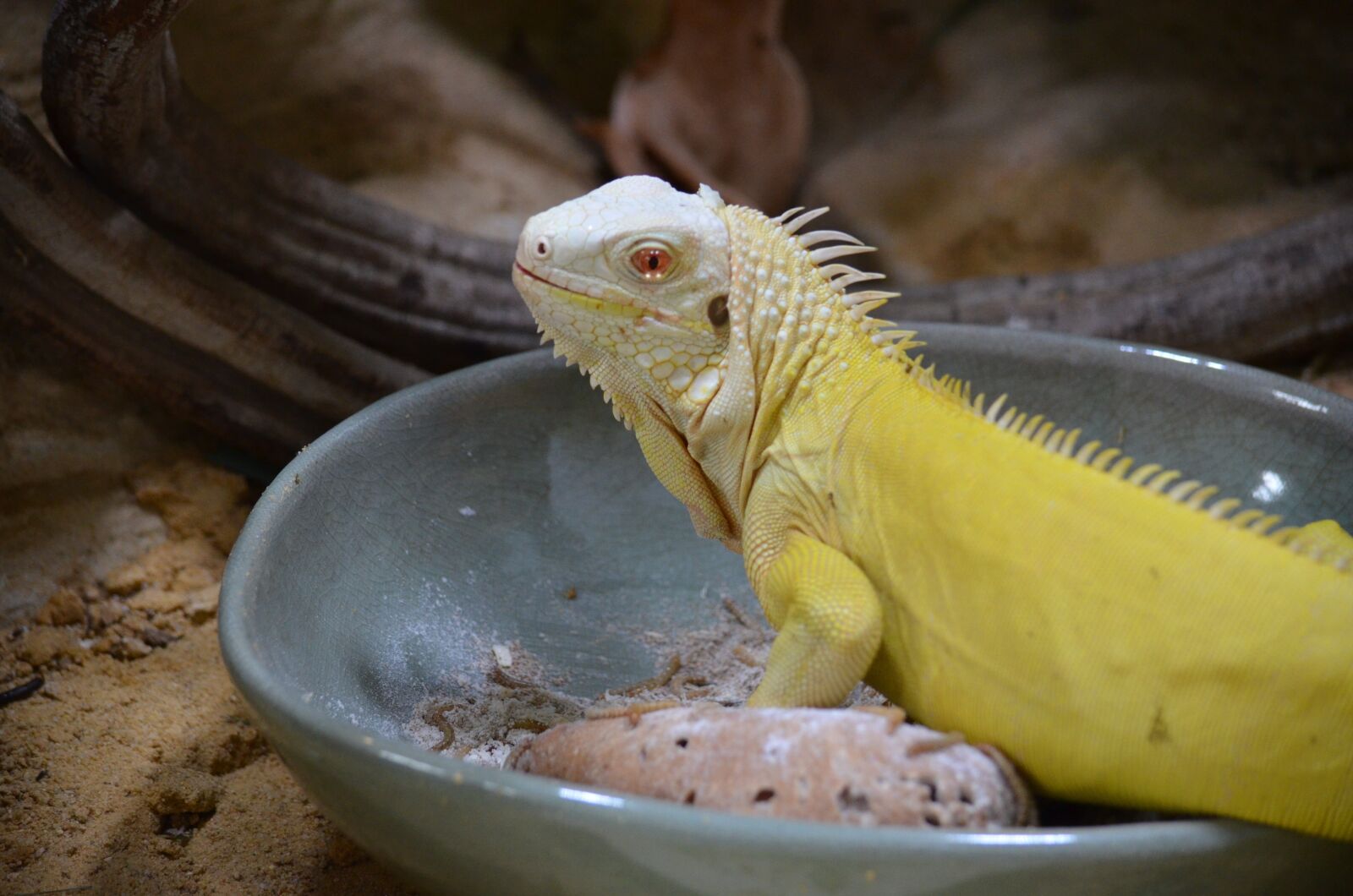 Nikon D5100 sample photo. Reptile, terrarium, animal photography