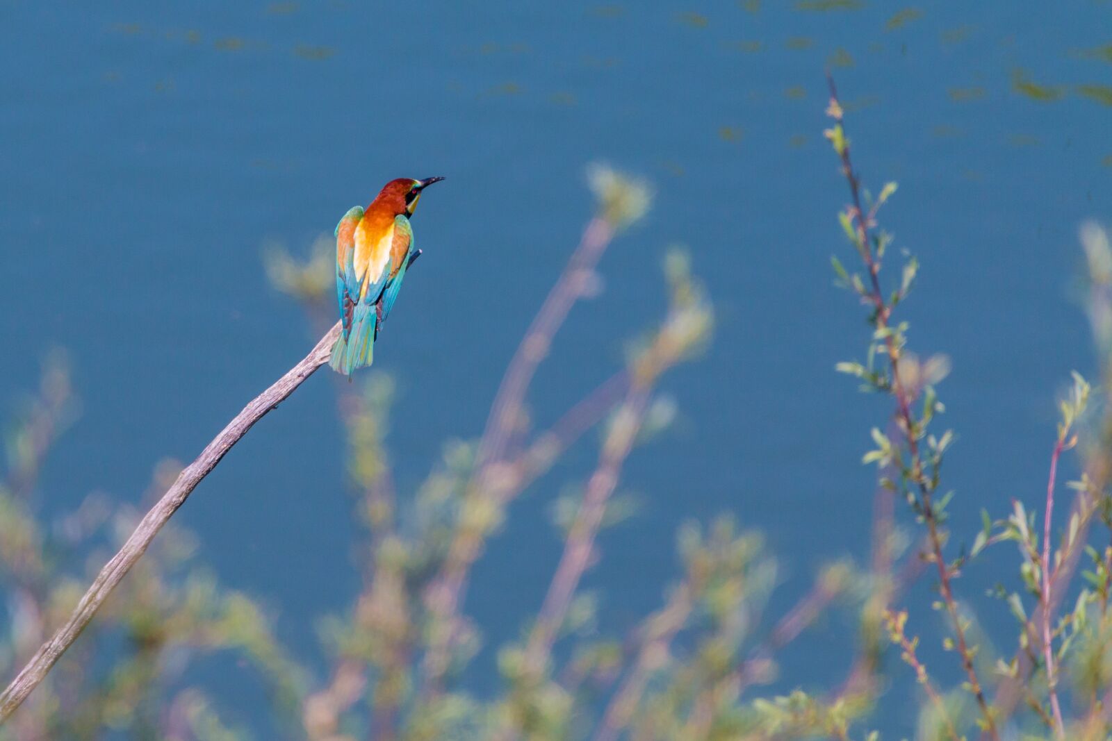 150-600mm F5-6.3 DG OS HSM | Contemporary 015 sample photo. European bee eater, bird photography