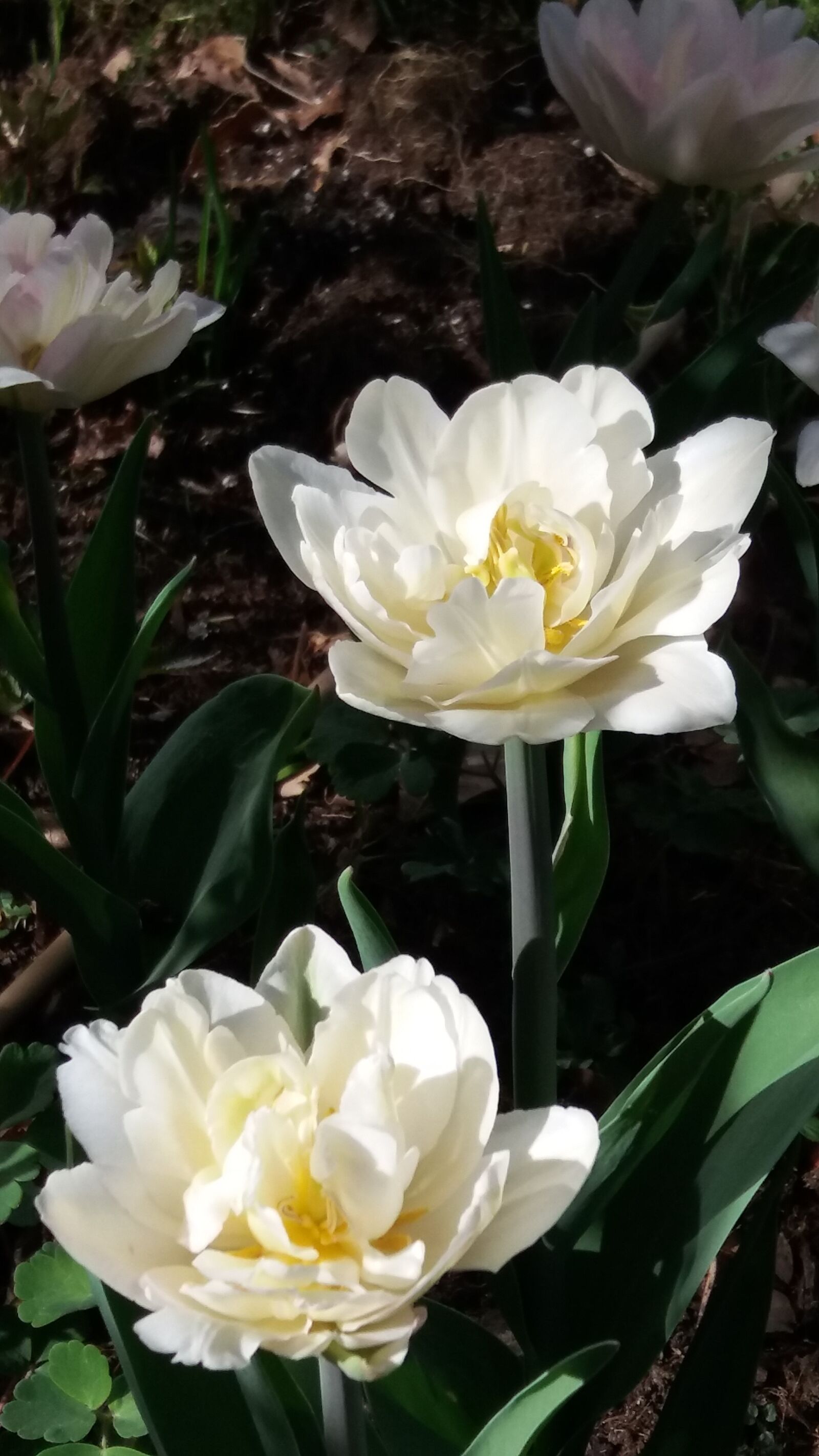 Samsung Galaxy J5 sample photo. Garden, tulips, april photography