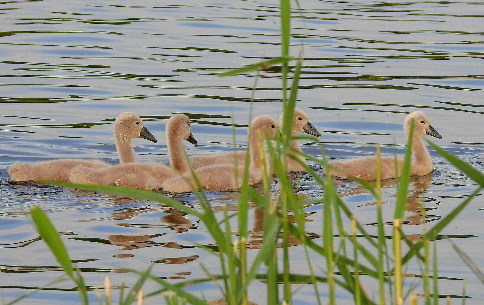 Nikon Coolpix P900 sample photo. Swans, young, river photography