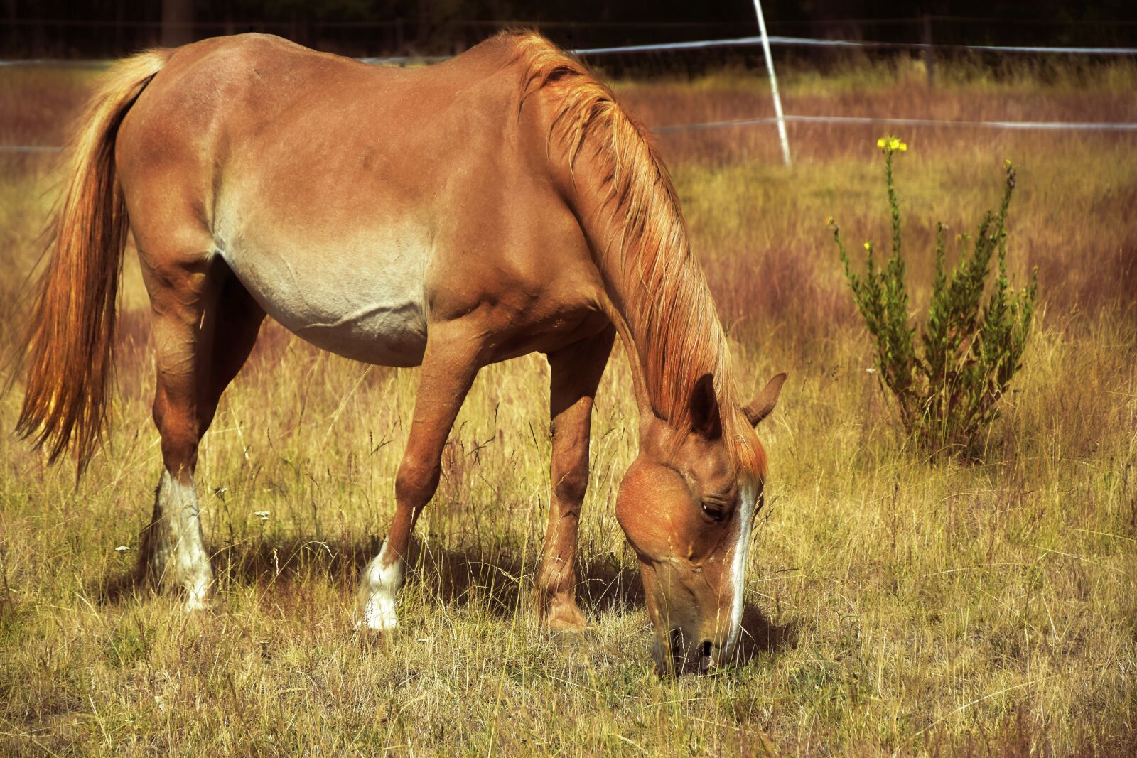 Nikon D5600 sample photo. Horse, mare, animal photography