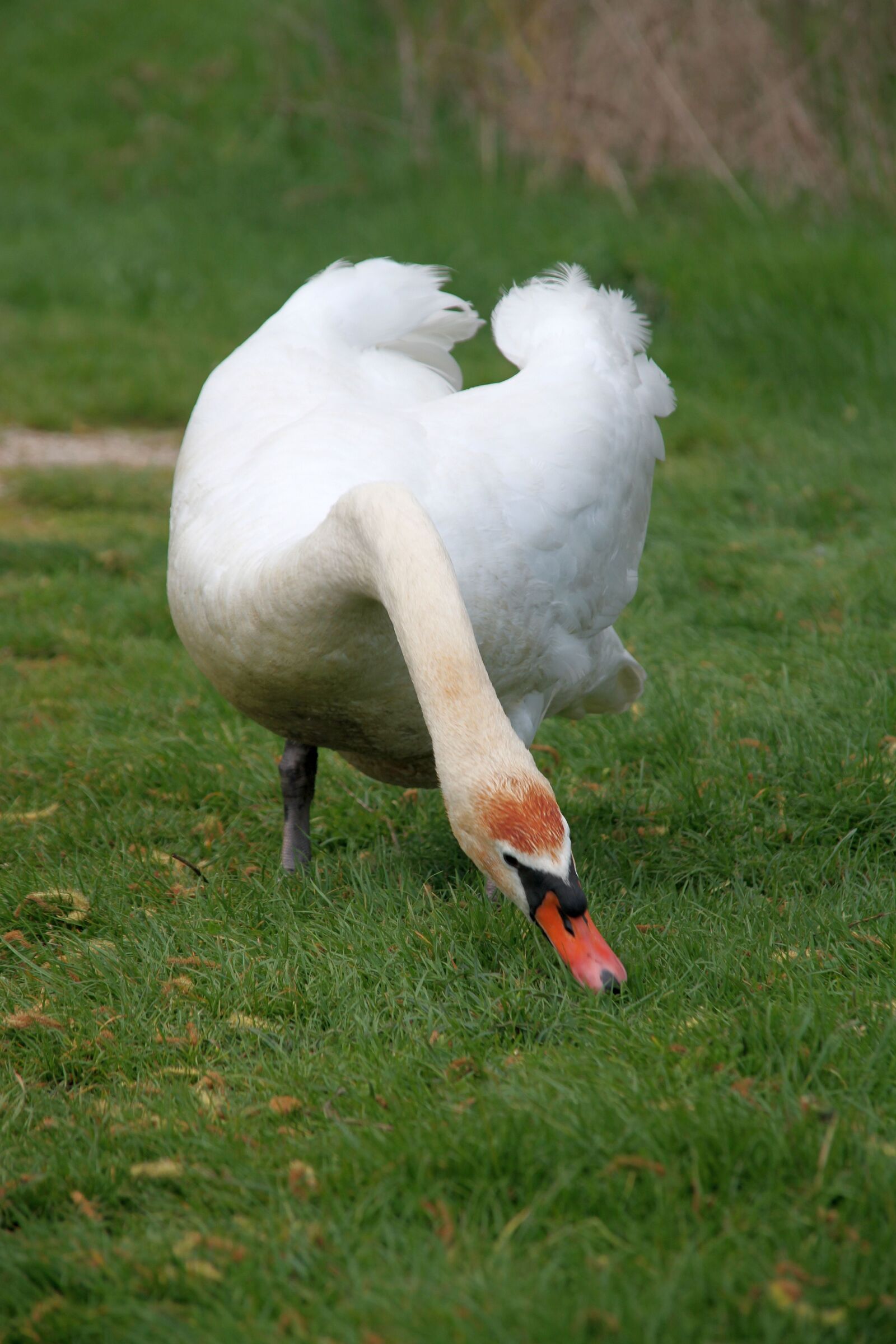 Canon EOS 7D sample photo. Swan, bird, swans photography