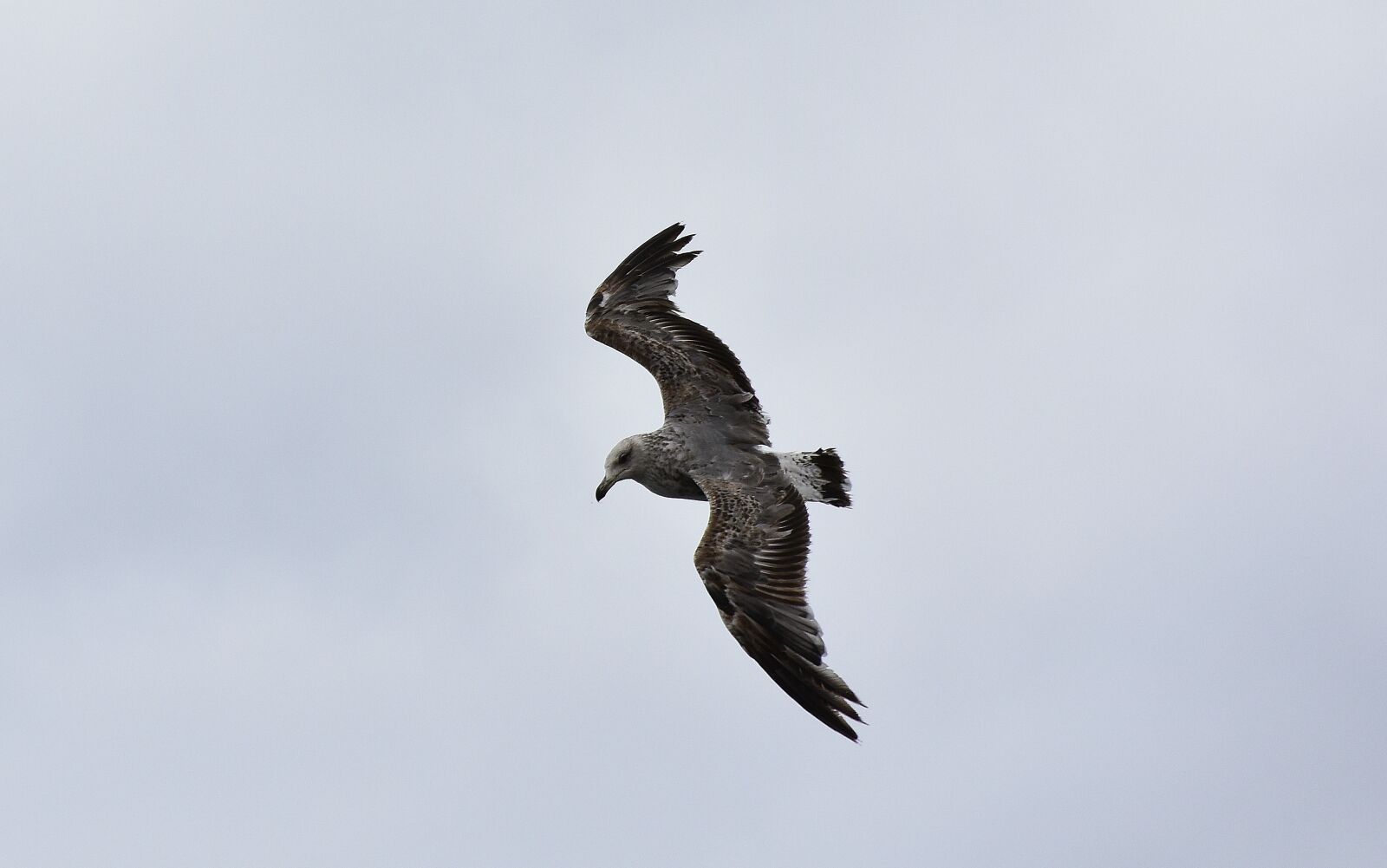 Nikon D7200 sample photo. Sea bird, seagull, sea photography