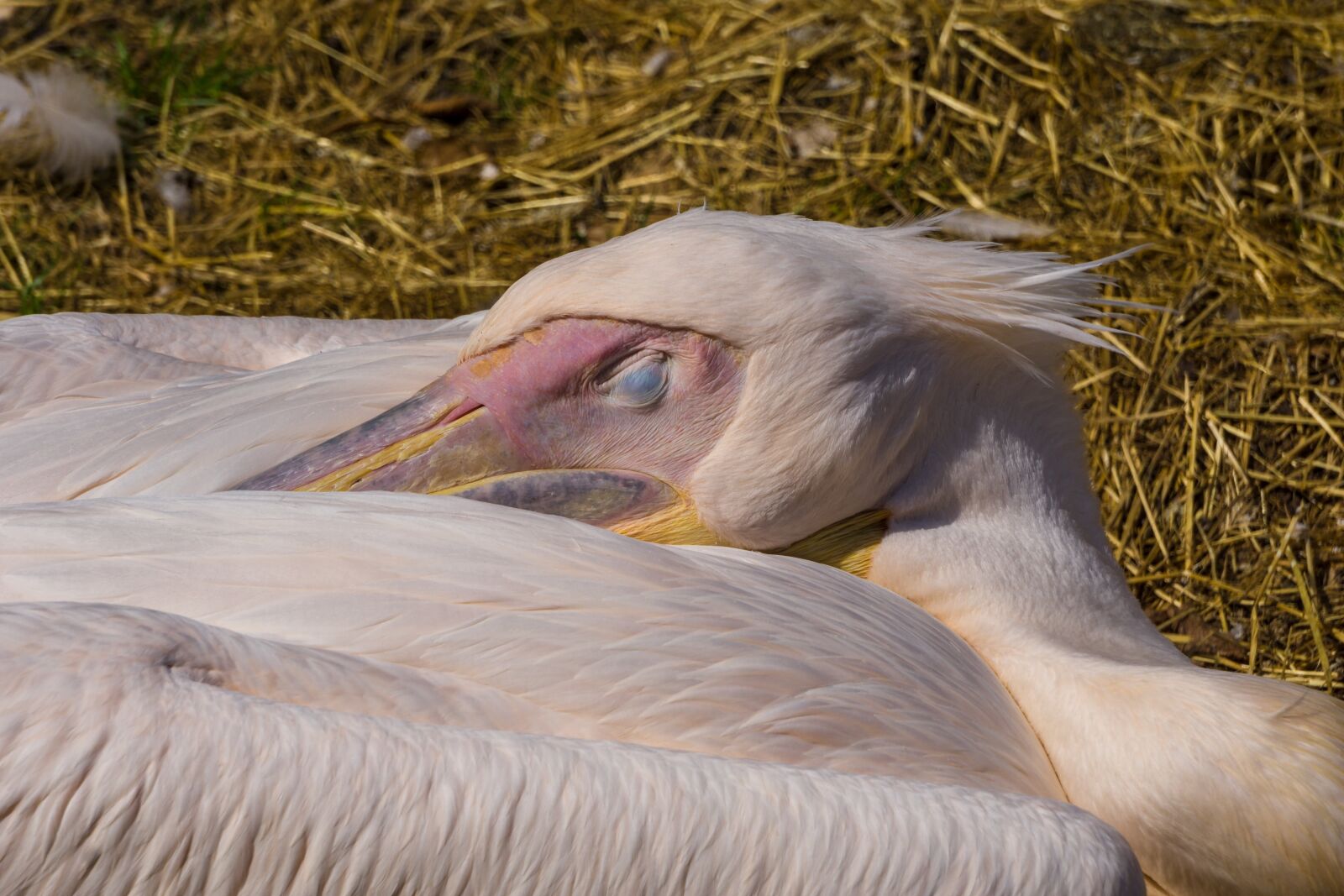 Sony a6000 sample photo. Pelikan, bird, nature photography