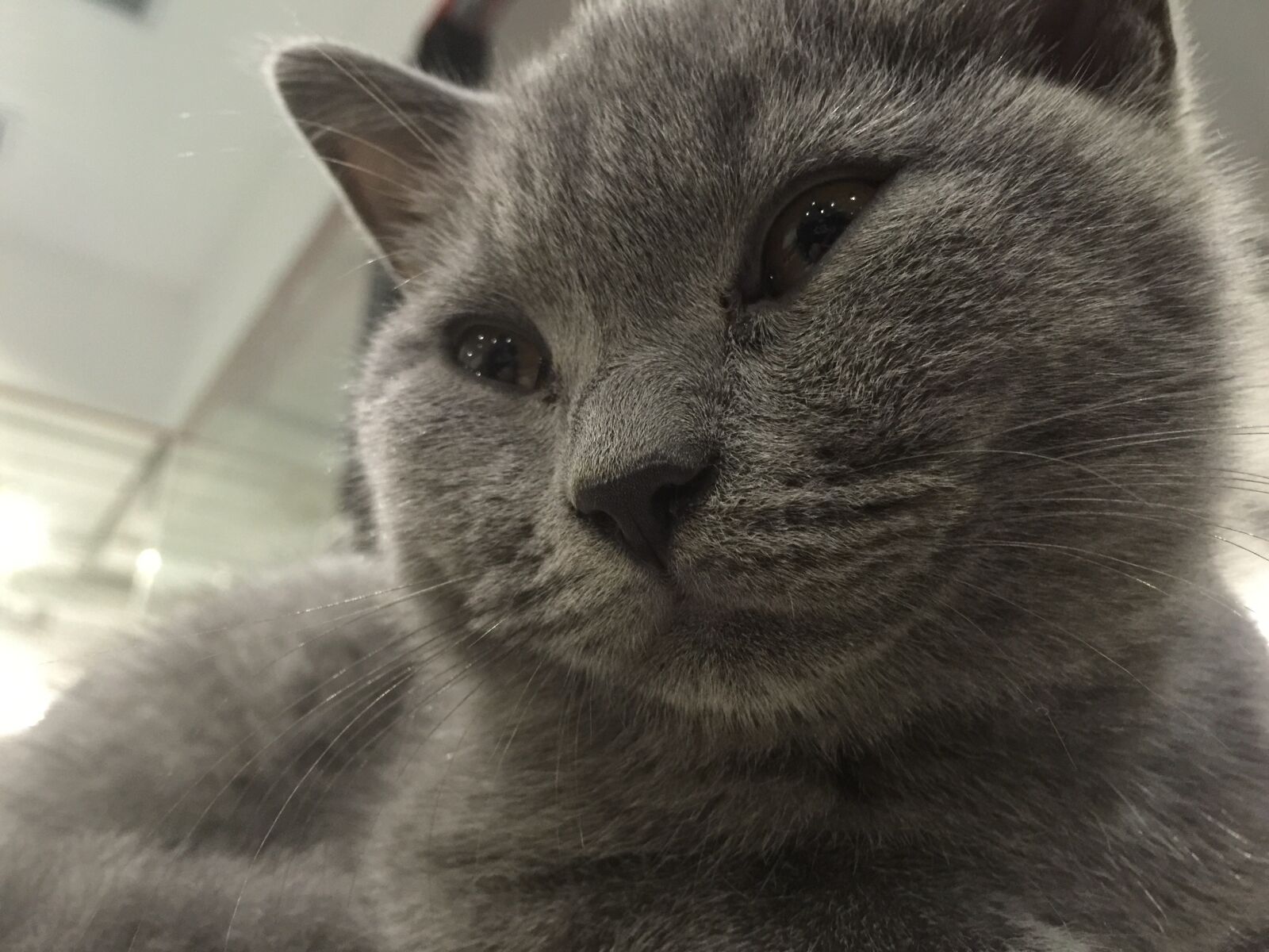 iPhone 6 Plus back camera 4.15mm f/2.2 sample photo. Mimi, kitten, british short photography