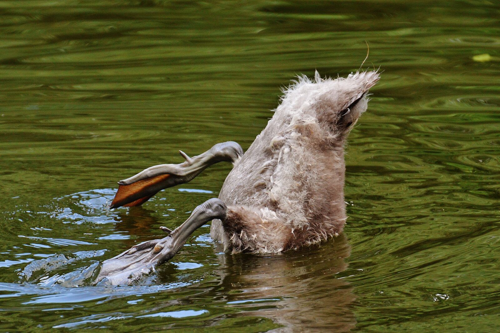 Nikon D3200 sample photo. Swan, young animal, diving photography