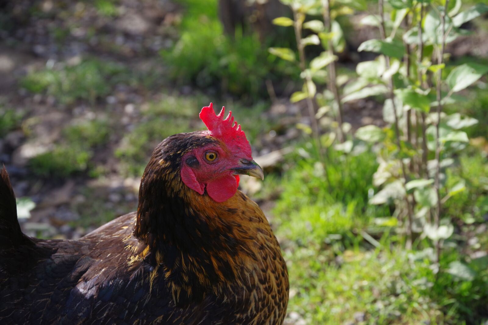 Pentax K-1 Mark II sample photo. Chicken, garden, animal photography