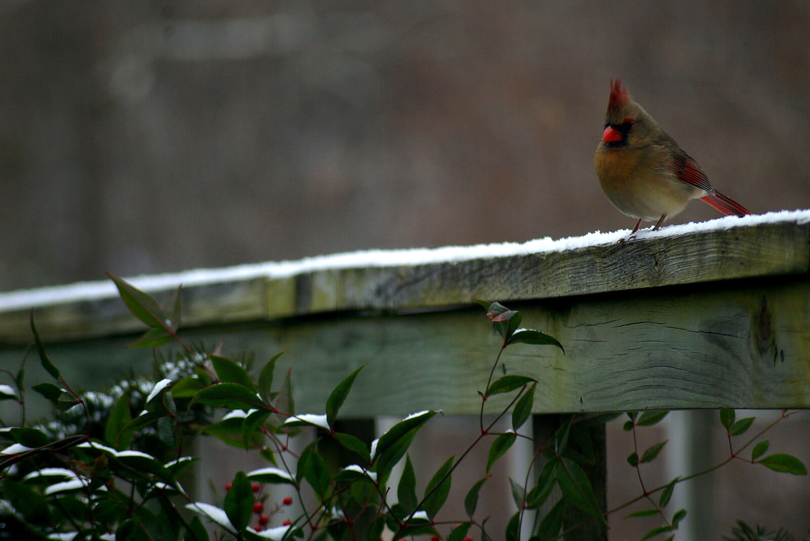 Pentax *ist DL sample photo. Bird, cardinal, female, cardinal photography