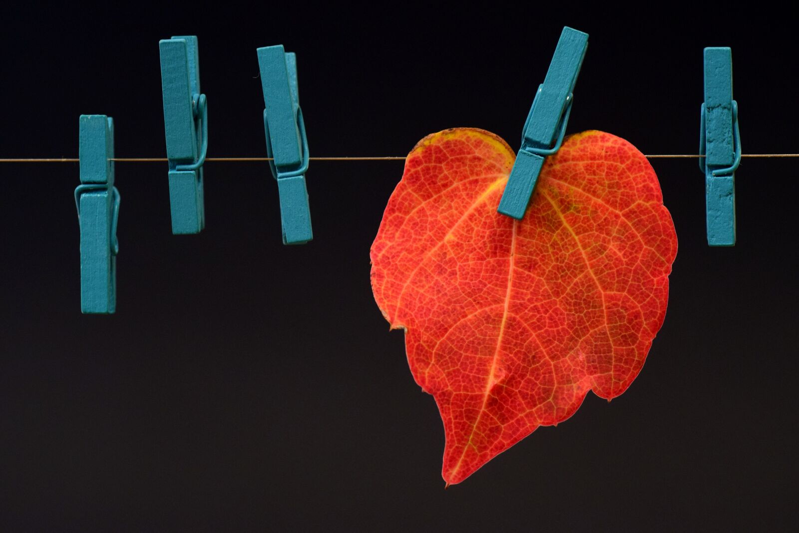 Nikon D3300 sample photo. Leaf, autumn, fall foliage photography