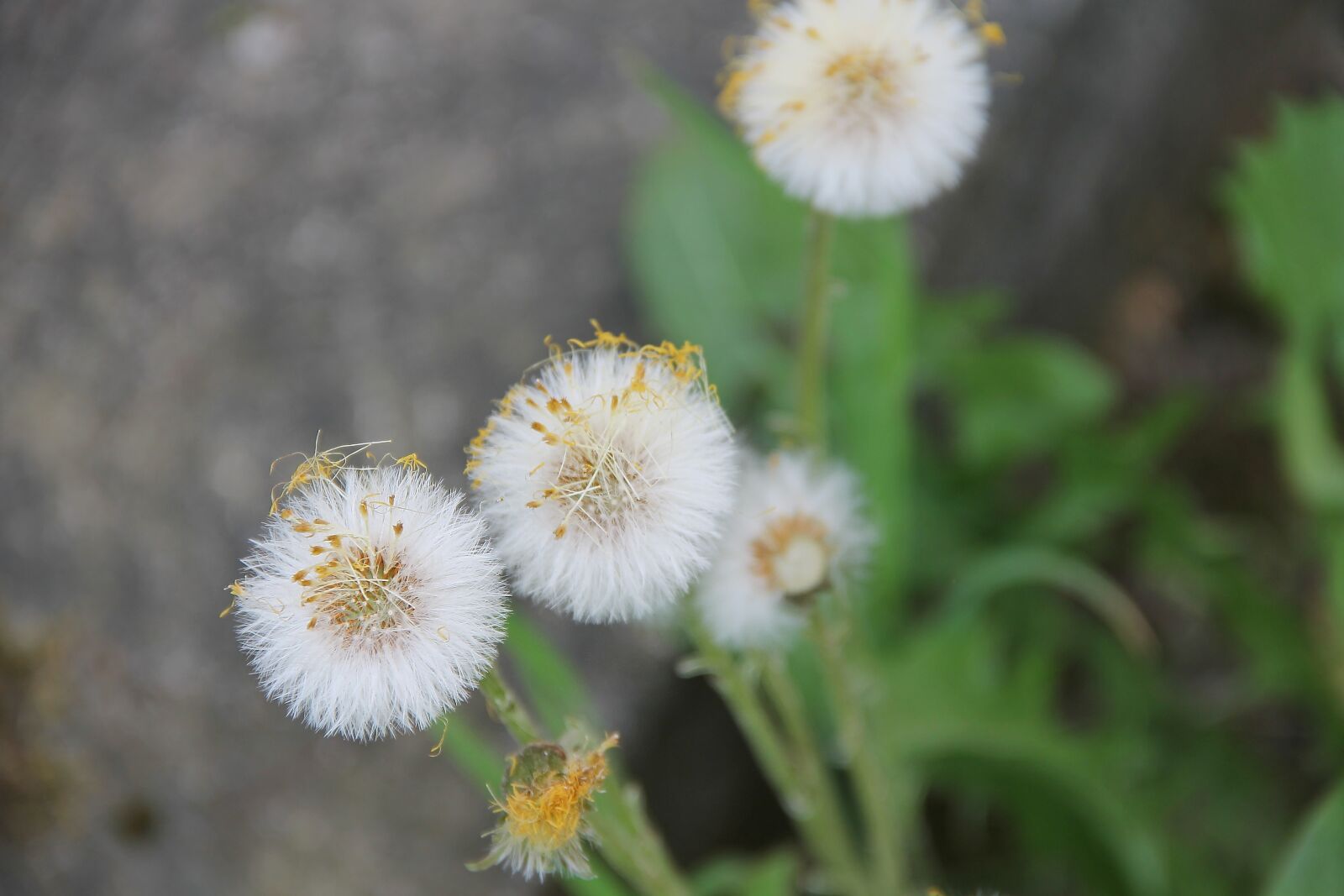 Canon EOS 1100D (EOS Rebel T3 / EOS Kiss X50) sample photo. Tussilago farfara, medicinal plant photography