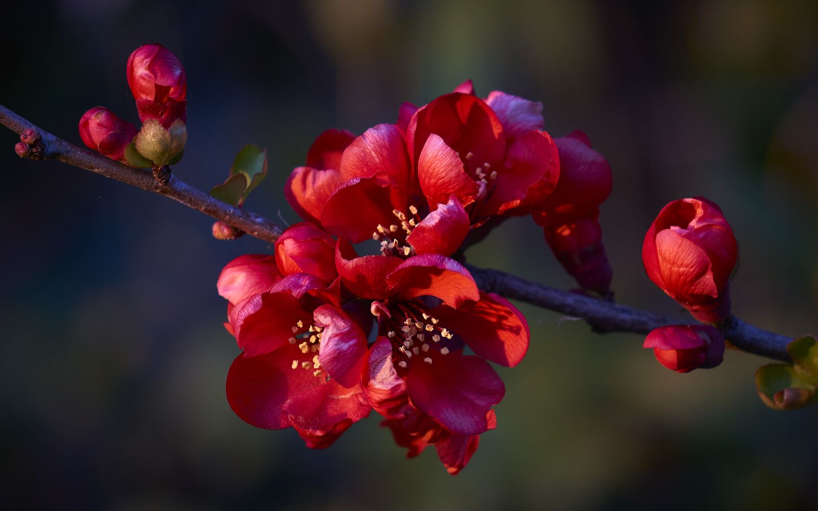 Sony E 55-210mm F4.5-6.3 OSS sample photo. Flowers, spring, nature photography