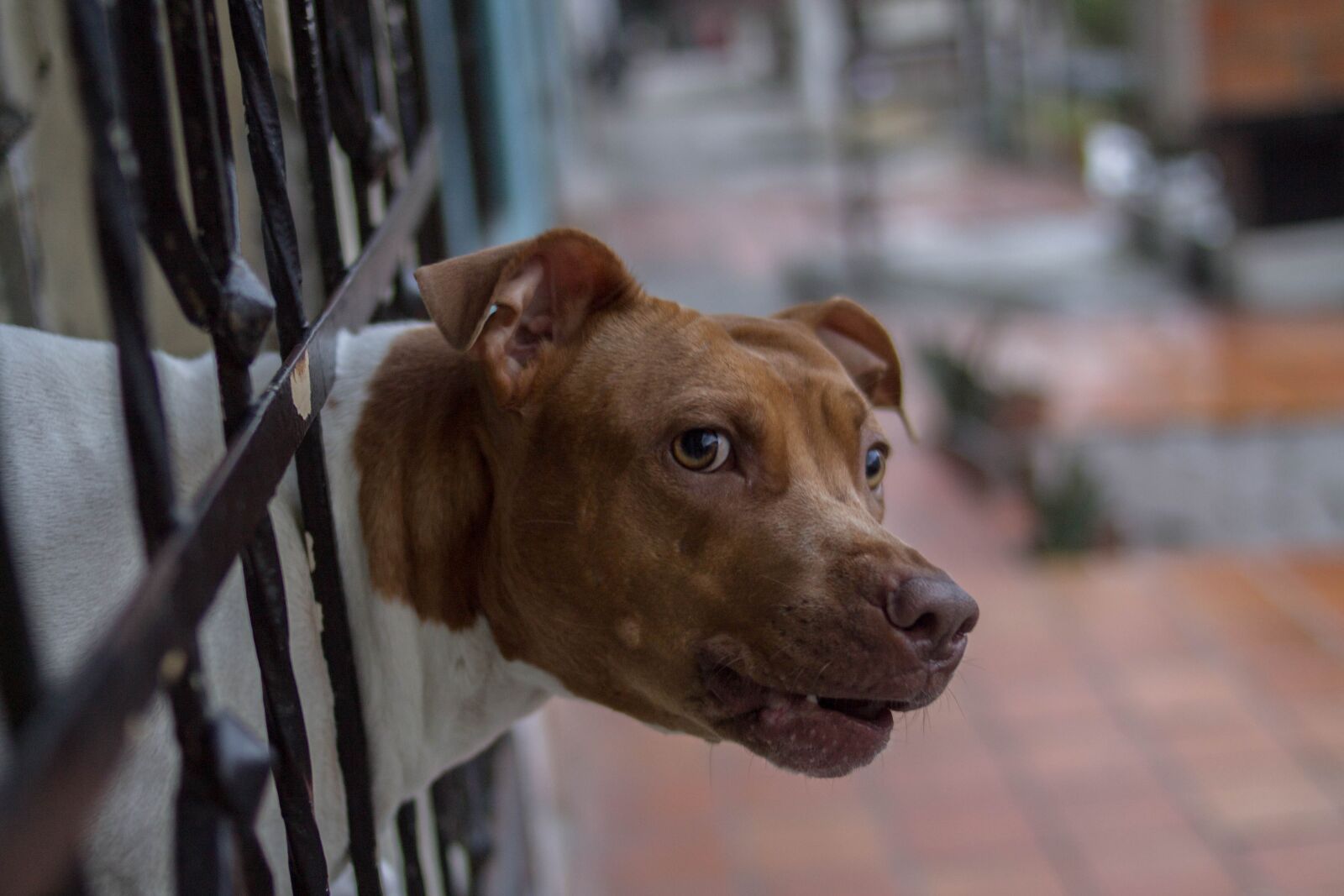 Canon EOS 1100D (EOS Rebel T3 / EOS Kiss X50) sample photo. Dog, growl, window photography