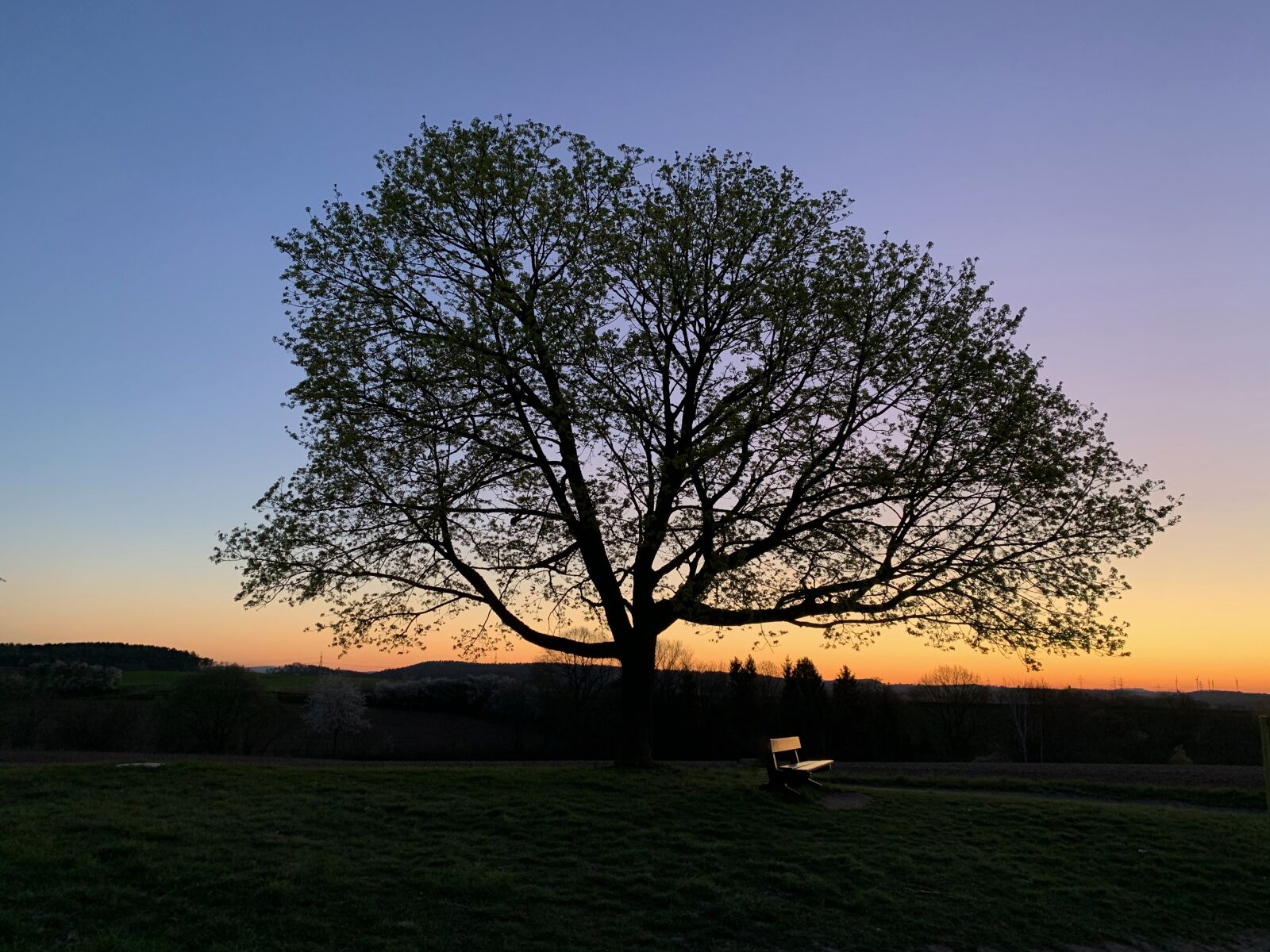 Apple iPhone XS sample photo. Tree, landscape, sunrise photography