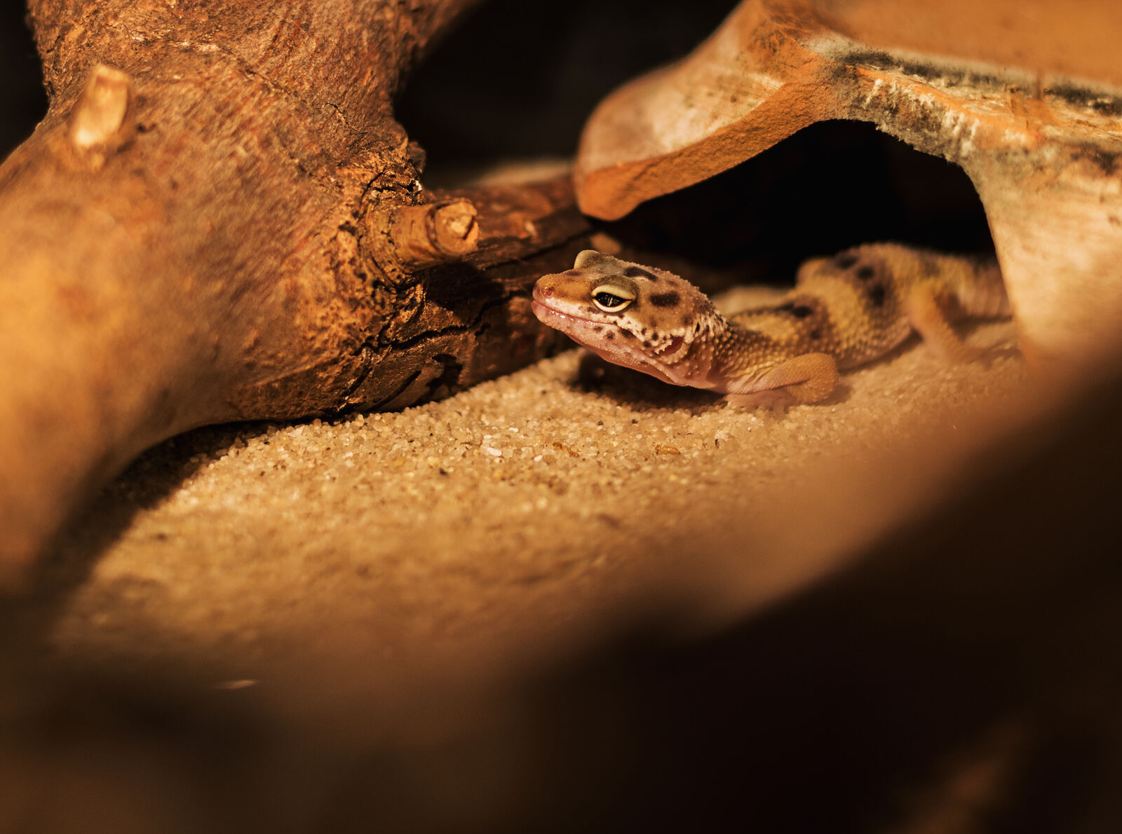Canon EOS 750D (EOS Rebel T6i / EOS Kiss X8i) sample photo. Animal, biology, blur, chameleon photography