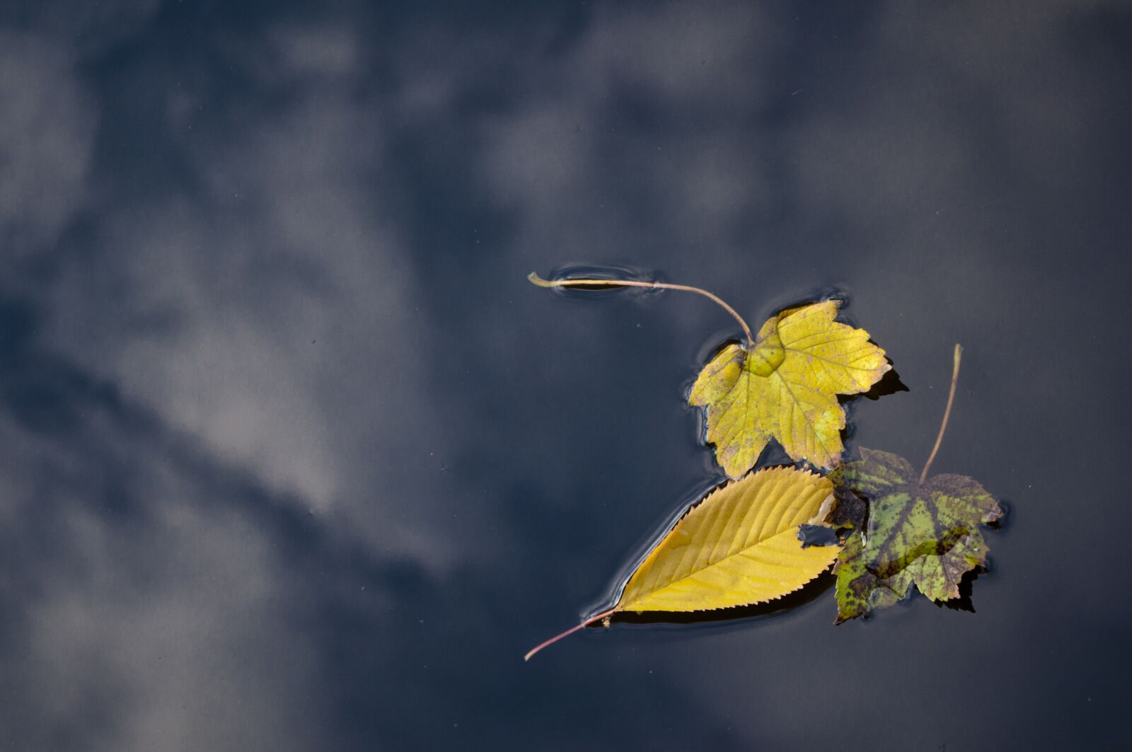 Nikon D90 sample photo. Leaves, autumn, nature photography