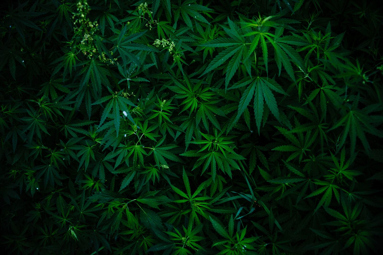 Nikon D5300 sample photo. Wild hemp, hemp, plant photography