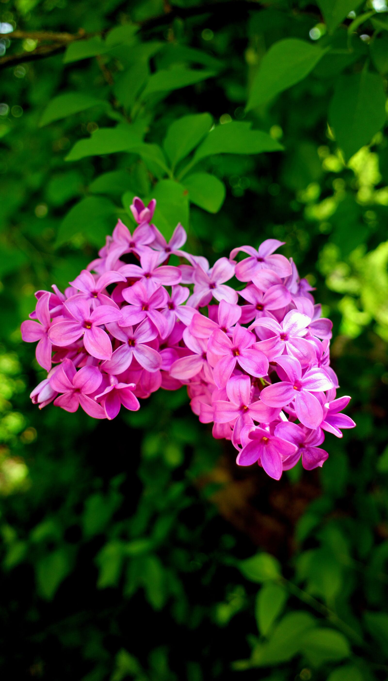 Nokia 808 PureView sample photo. Flower, lilac, colors photography