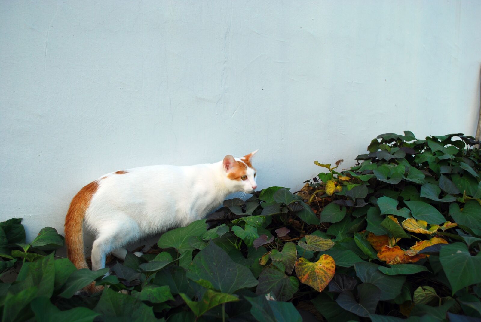 Nikon D60 sample photo. Animal, cat, white photography