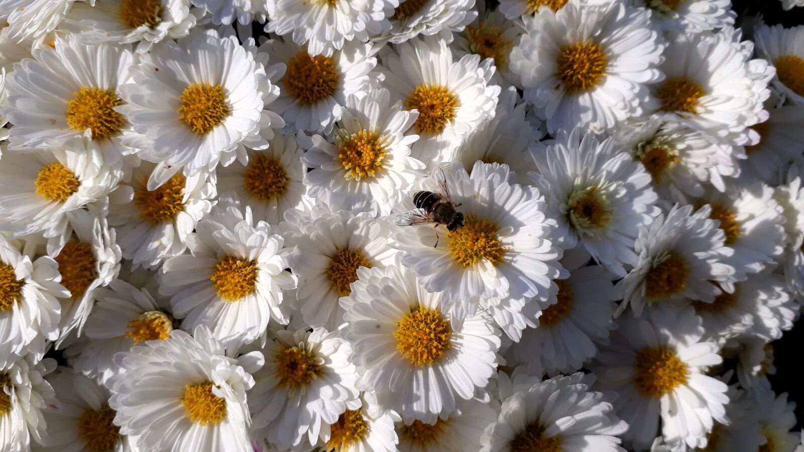 Samsung Galaxy A3(2017) sample photo. Asters, flowers, white photography