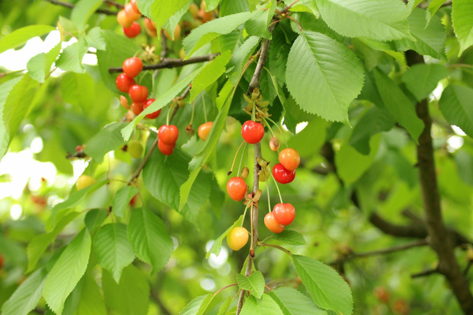 Canon EOS 1200D (EOS Rebel T5 / EOS Kiss X70 / EOS Hi) sample photo. Cherries, fruit tree, fruit photography