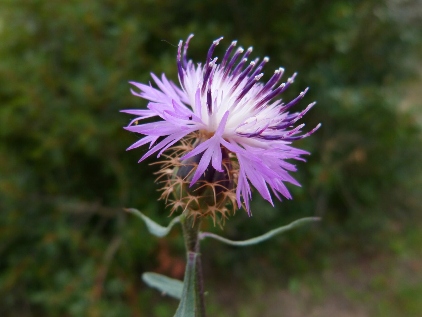 Panasonic DMC-FZ62 sample photo. Cirsium arvense, thistle, canada photography