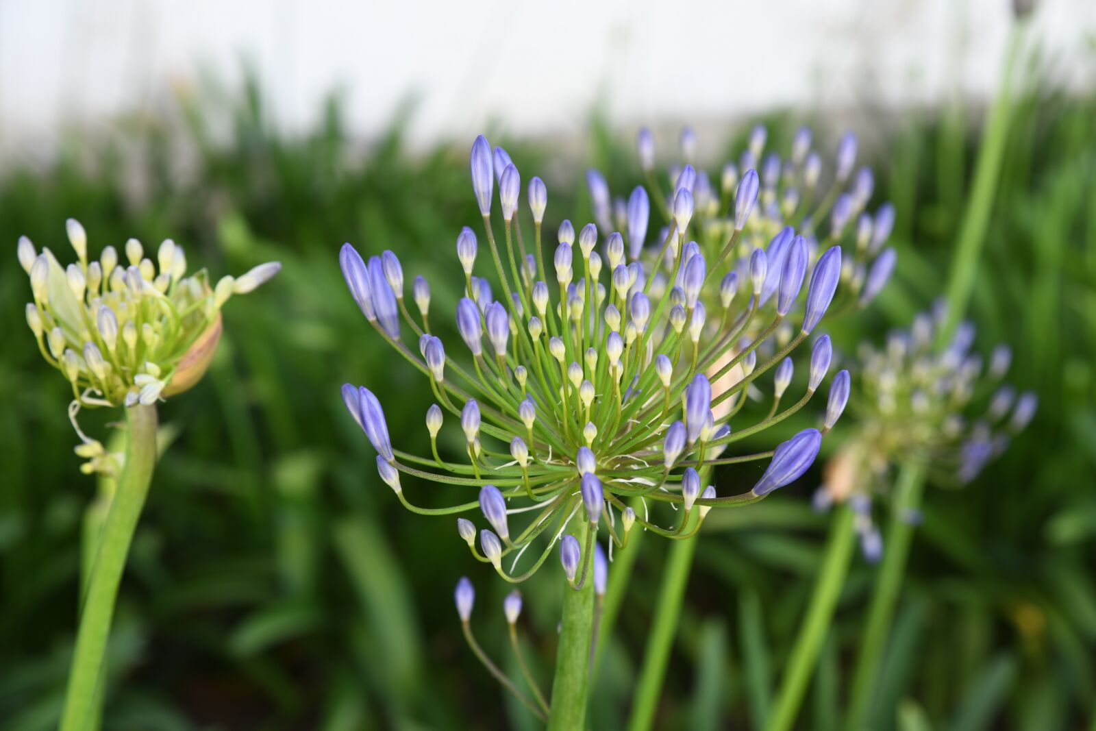 Nikon D850 sample photo. Portugal, flower, plant photography