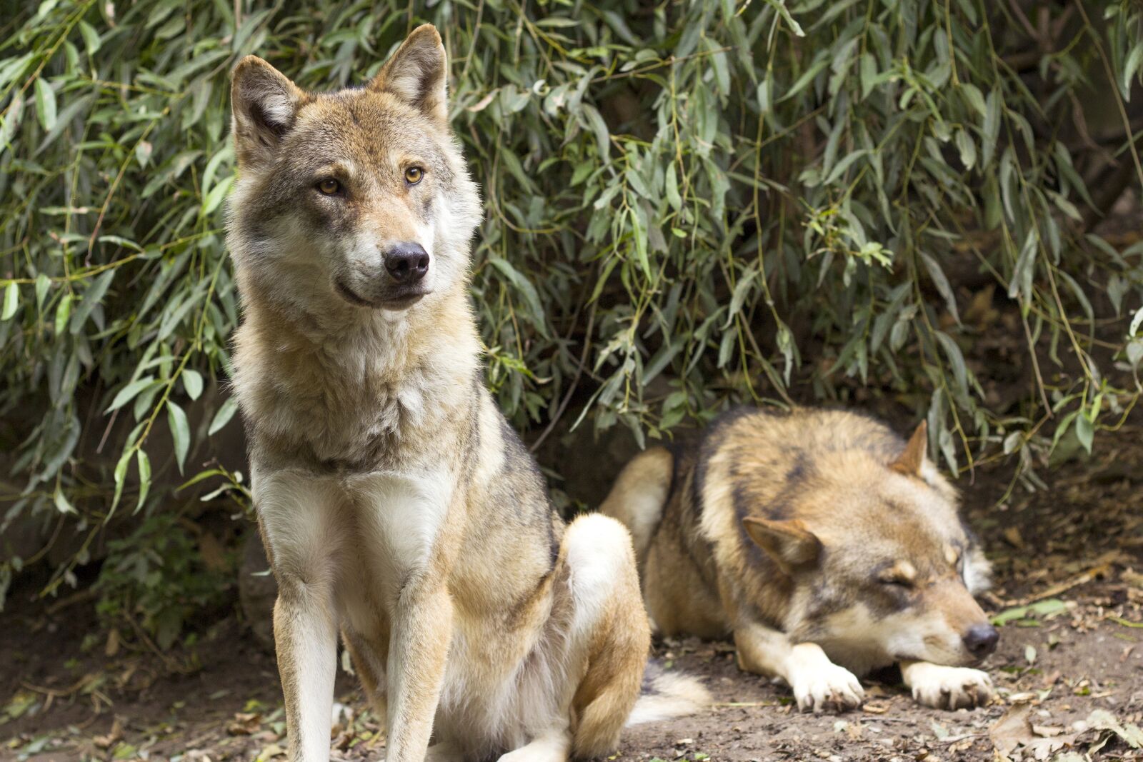 Canon EOS 60D + Canon EF 50mm F1.8 II sample photo. Wolf, canis lupus, european photography