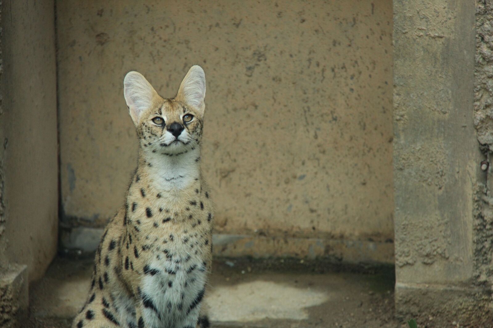 Canon EF-S 18-200mm F3.5-5.6 IS sample photo. Serval, jaguar, beast of photography