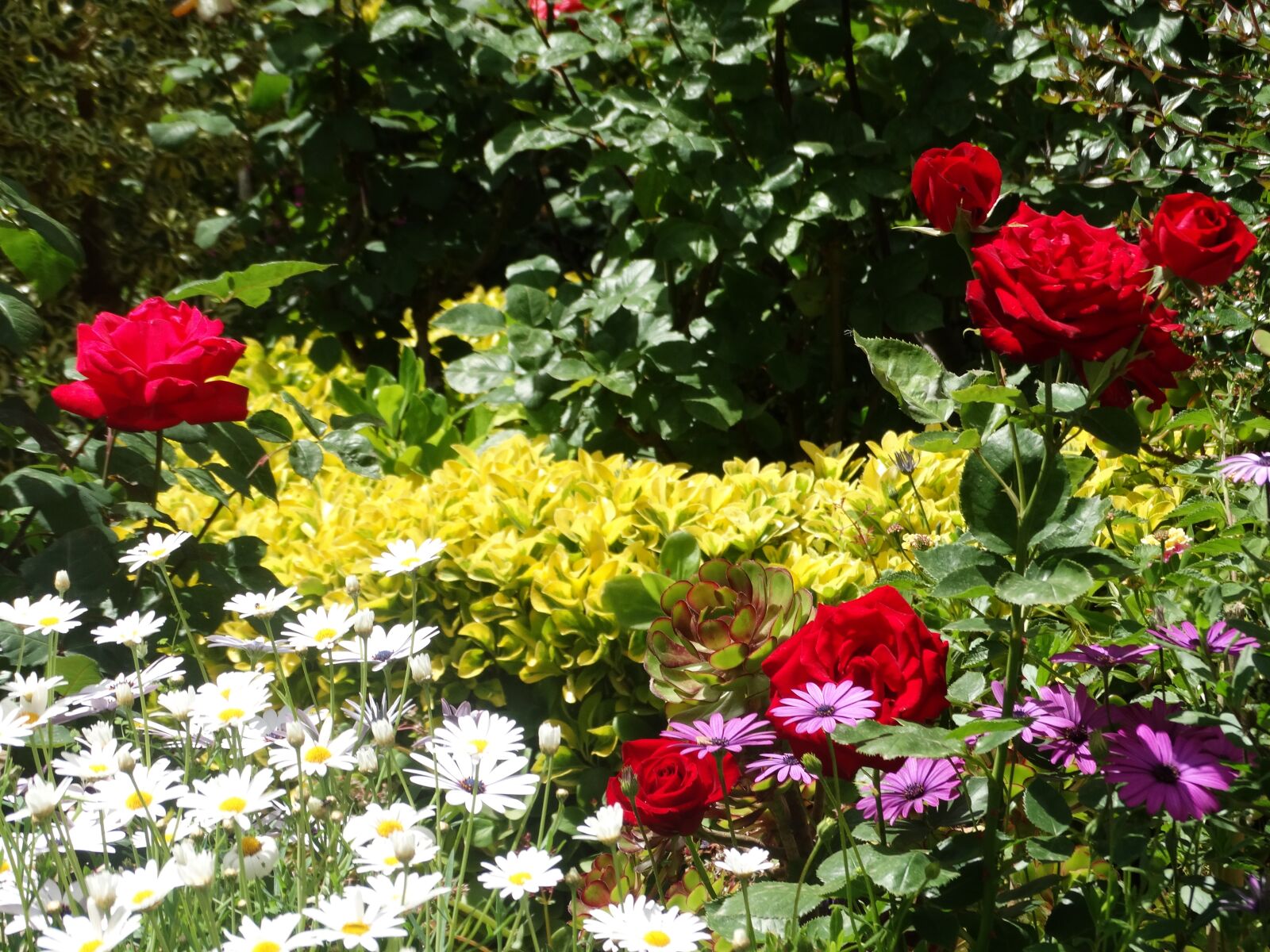 Sony Cyber-shot DSC-HX300 sample photo. Flowery field, flowers, colorful photography