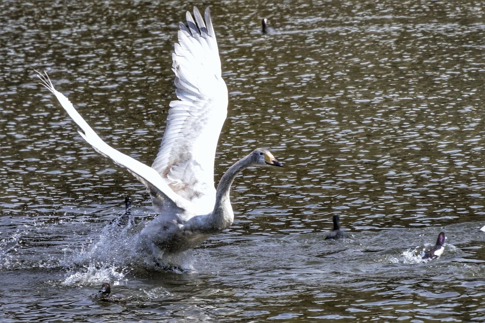 Nikon 1 Nikkor VR 30-110mm F3.8-5.6 sample photo. Animal, lake, swan photography