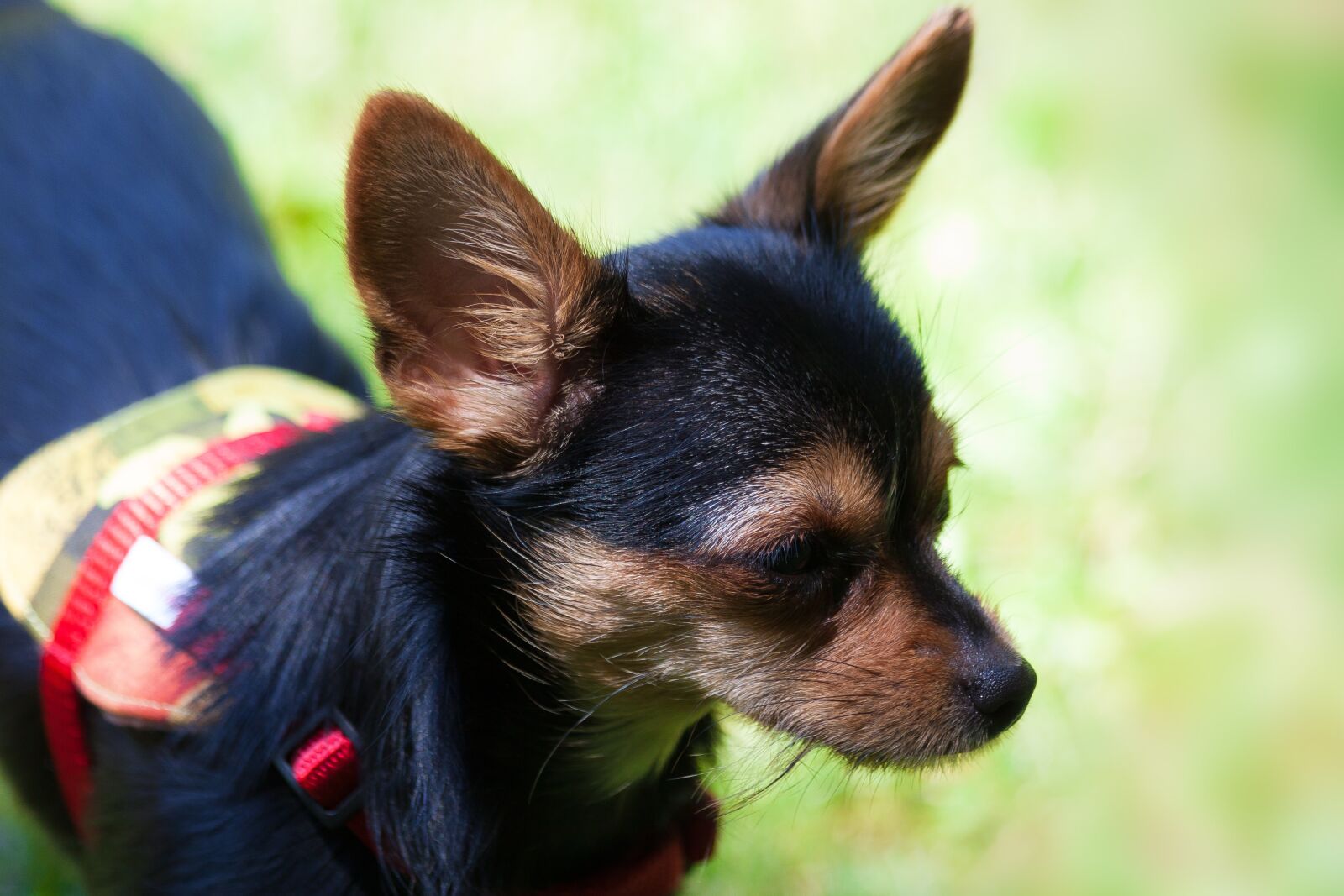 Canon EOS 50D sample photo. Yorkshire terrier, hybrid, chihuahua photography