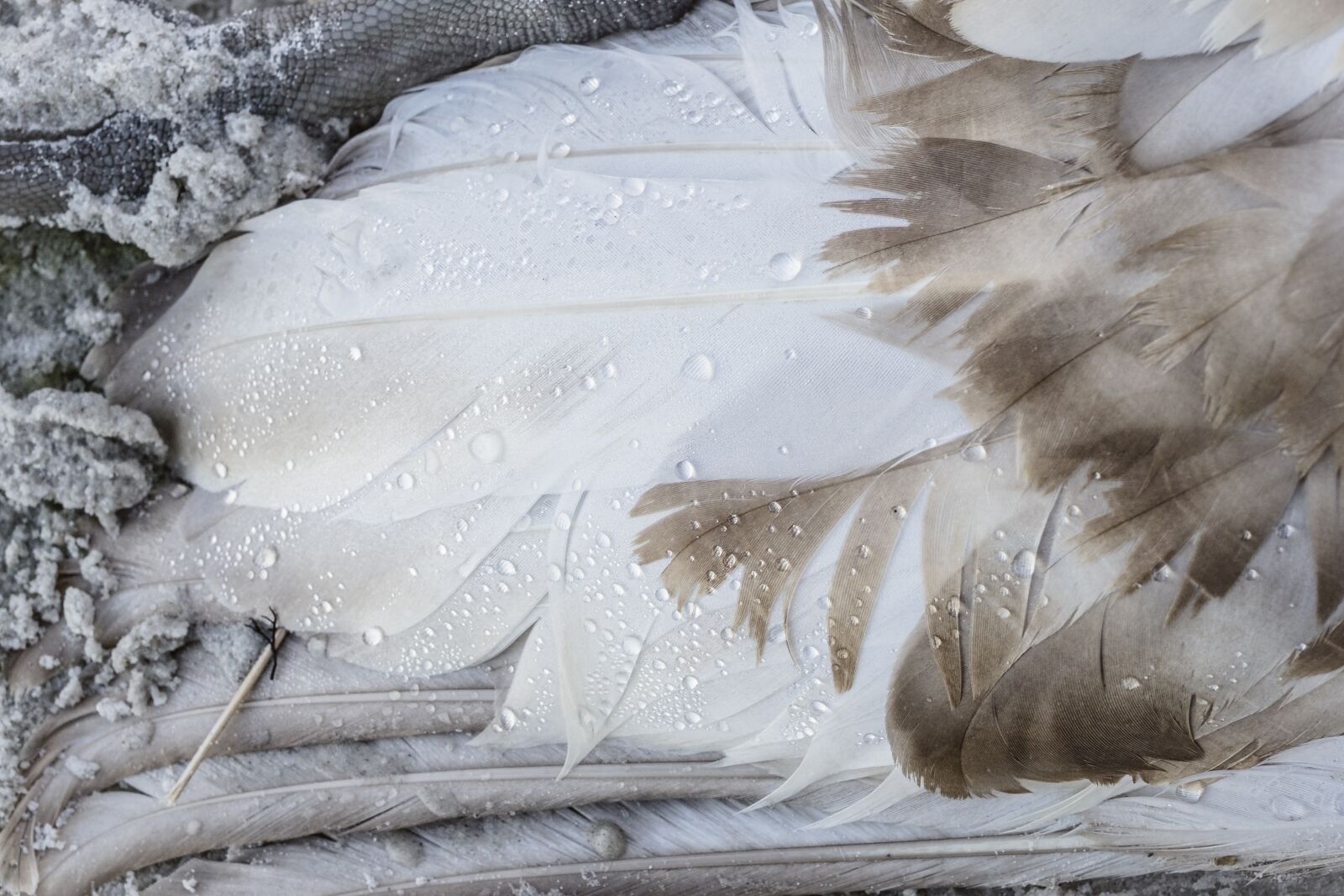 Fujifilm X-T1 + Fujifilm XF 35mm F1.4 R sample photo. Natural, frozen, ice cream photography