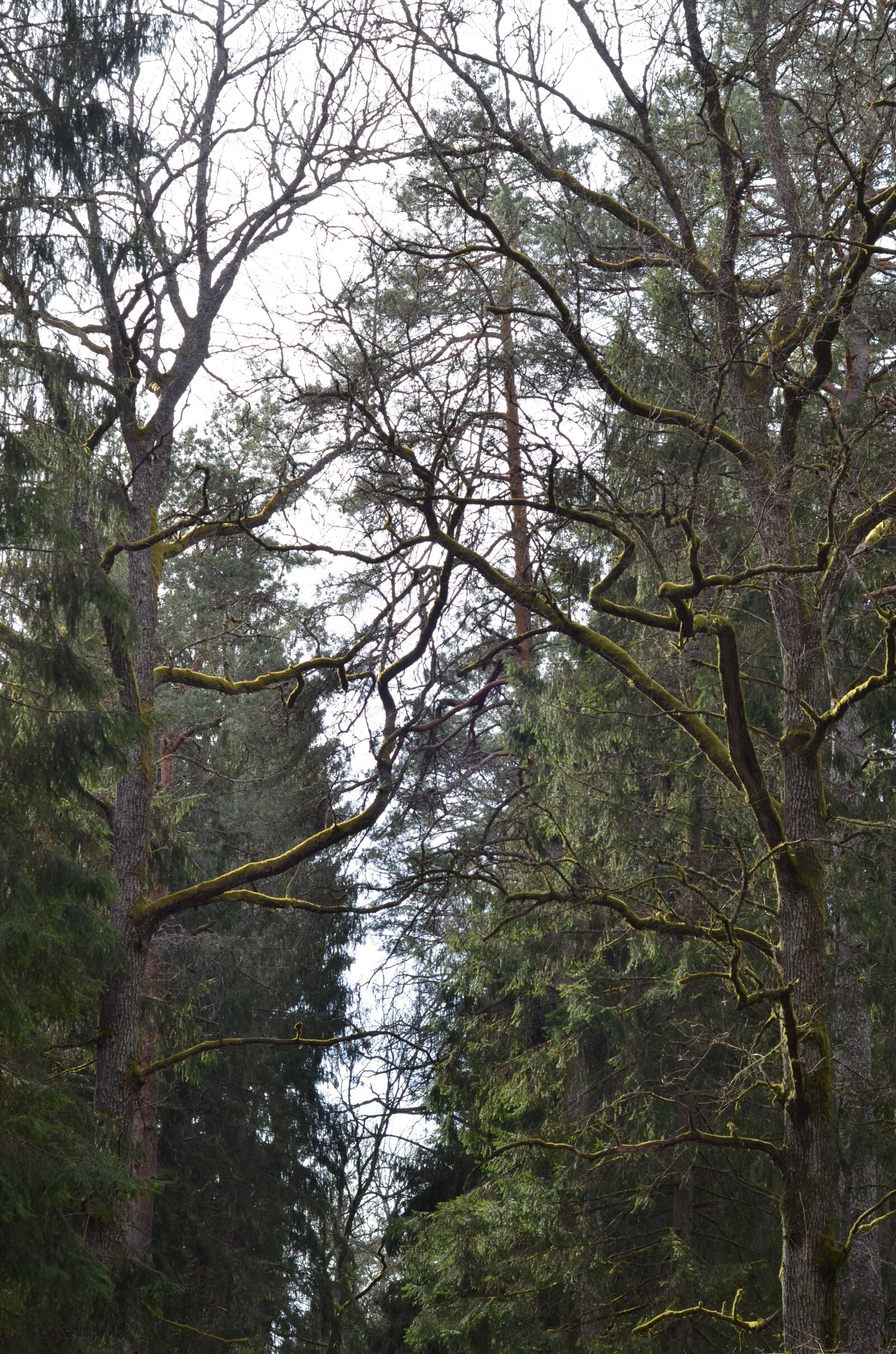 Nikon D7000 sample photo. Trees, tree, nature photography
