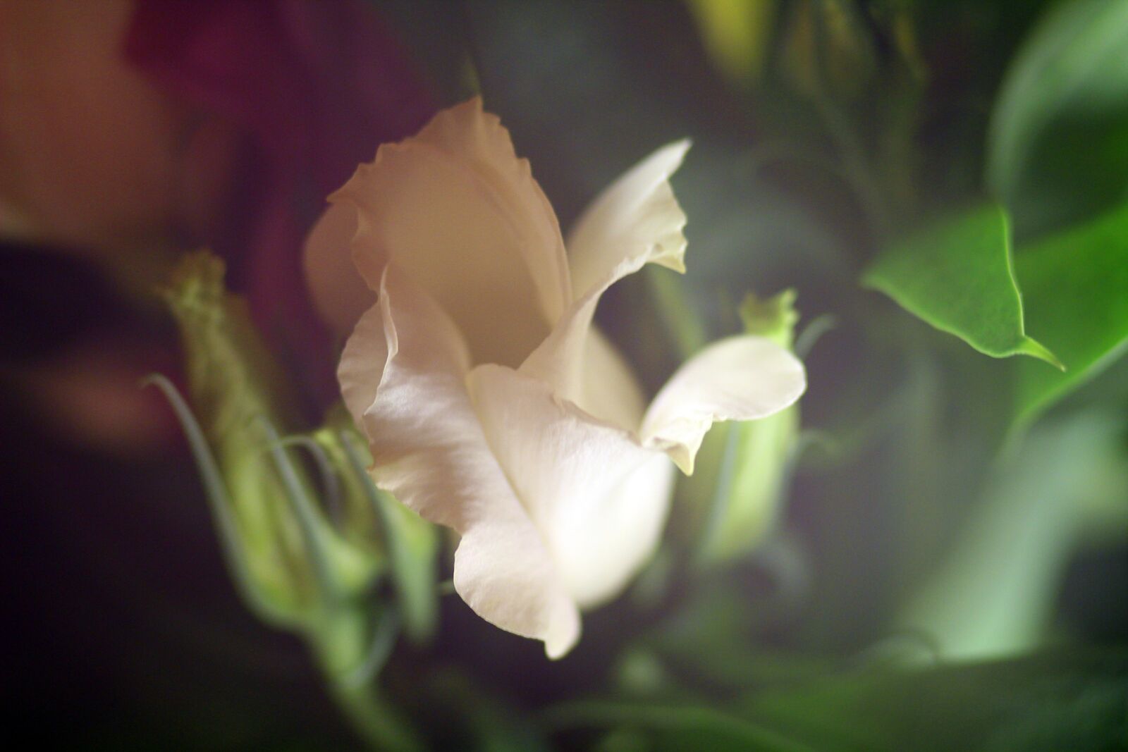 Canon EOS 1200D (EOS Rebel T5 / EOS Kiss X70 / EOS Hi) sample photo. Flower, rose, mood photography