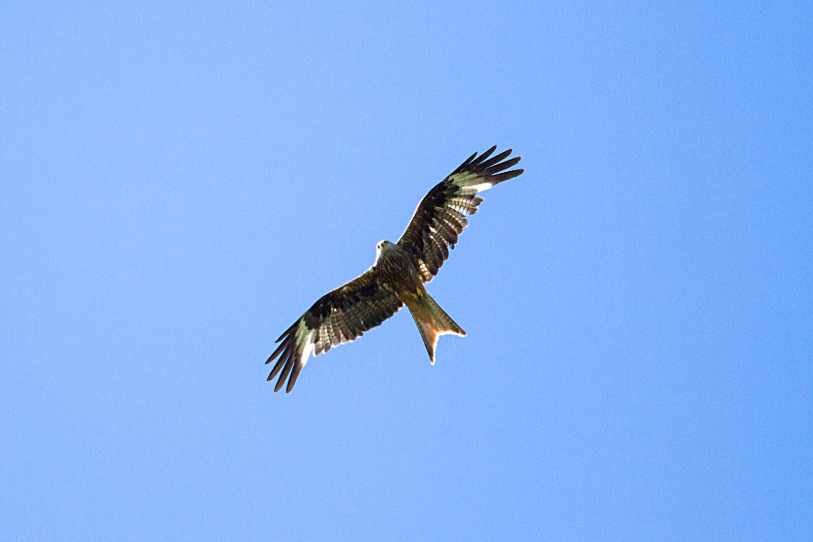 Canon EOS 7D sample photo. Milan, raptor, bird of photography