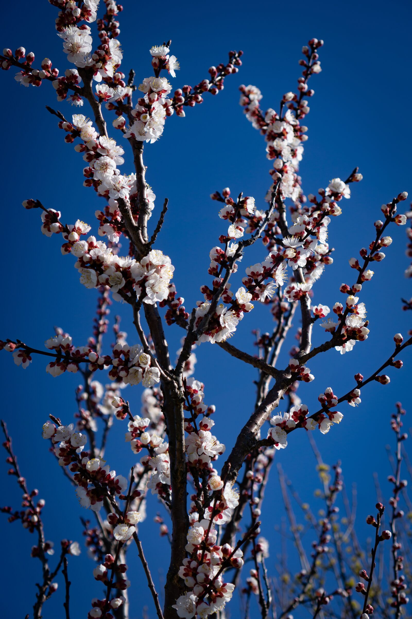 Sony a6000 + Sony E 35mm F1.8 OSS sample photo. Flowers, white, spring photography