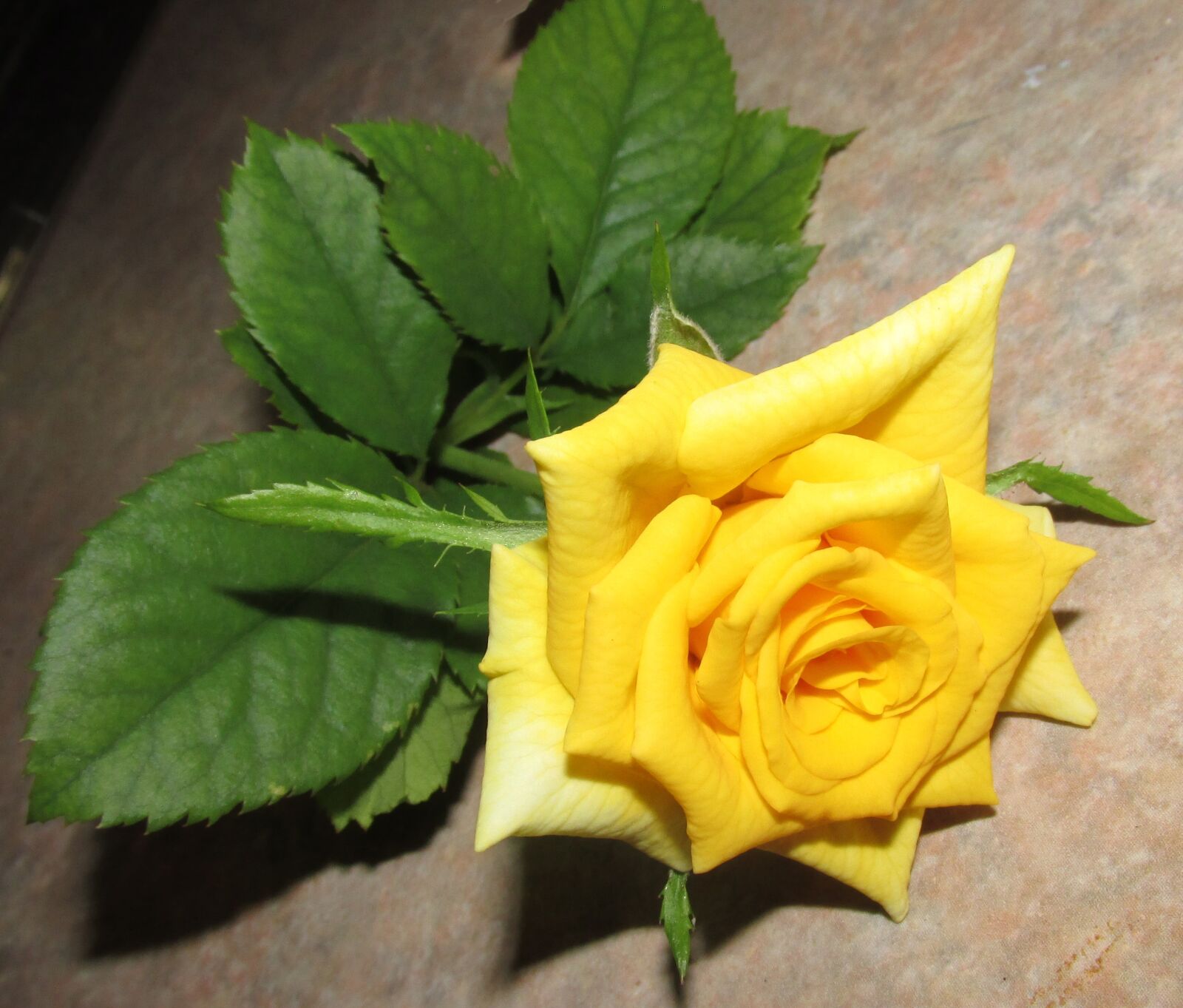 Canon PowerShot SX170 IS sample photo. Flower, yellow, rose photography