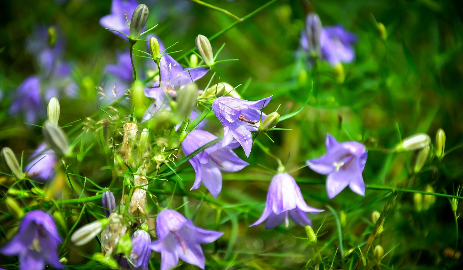 Nikon D3100 sample photo. Flowers, tiny, nature photography