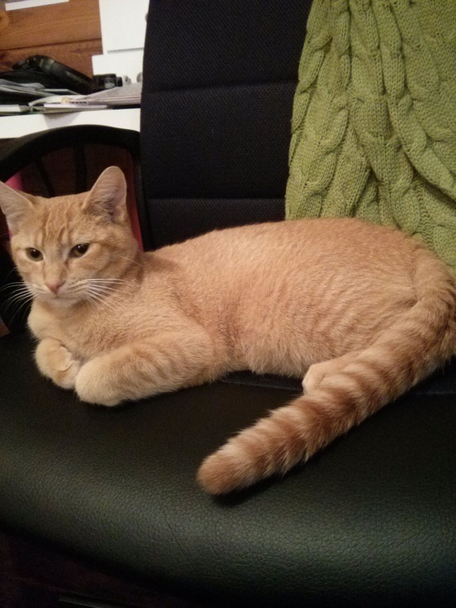 LG Nexus 4 sample photo. Orange, cat, animal photography
