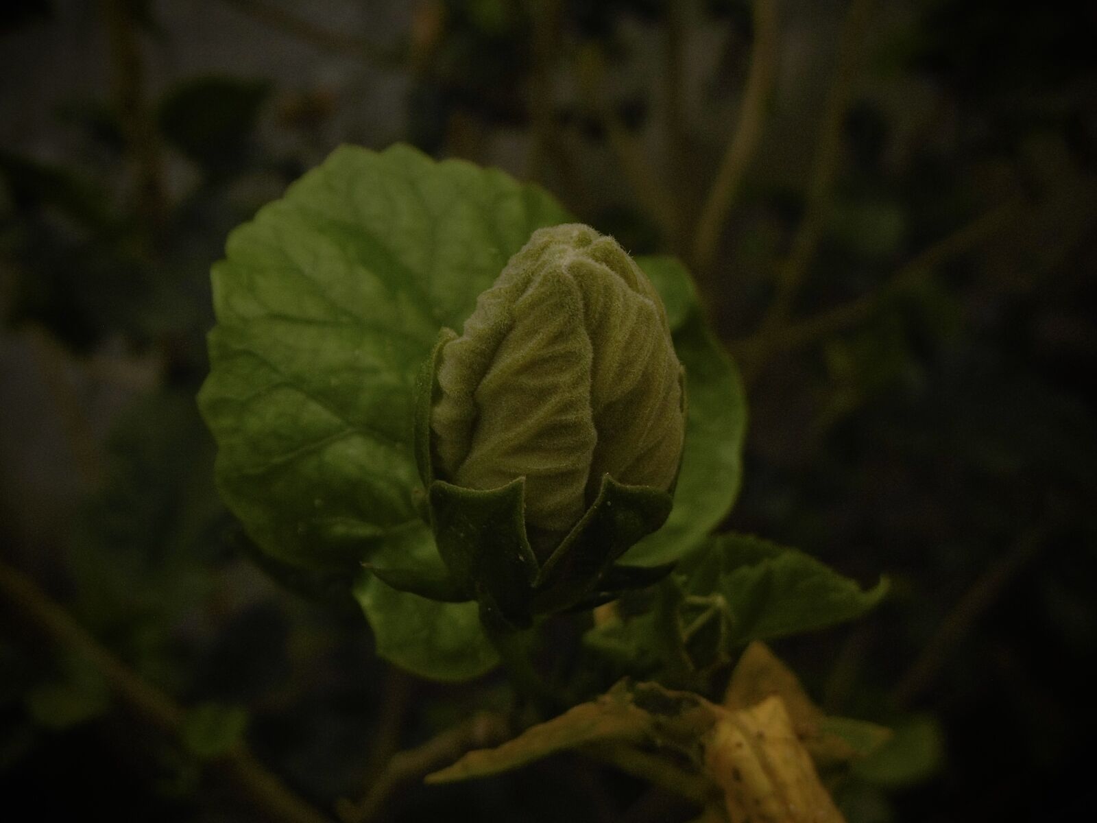 Panasonic DMC-SZ10 sample photo